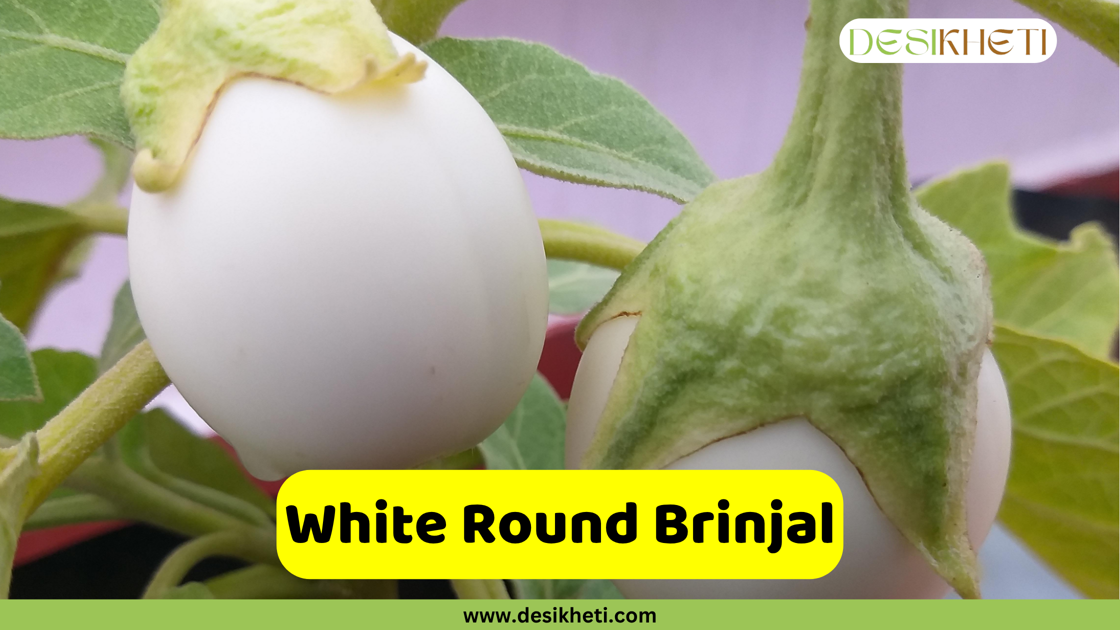 
Two small, white, round brinjals (eggplants) growing on a plant, with visible green leaves and stems. An overlaying yellow banner across the bottom reads "White Round Brinjal". The website "www.desikheti.com" is visible at the very bottom.