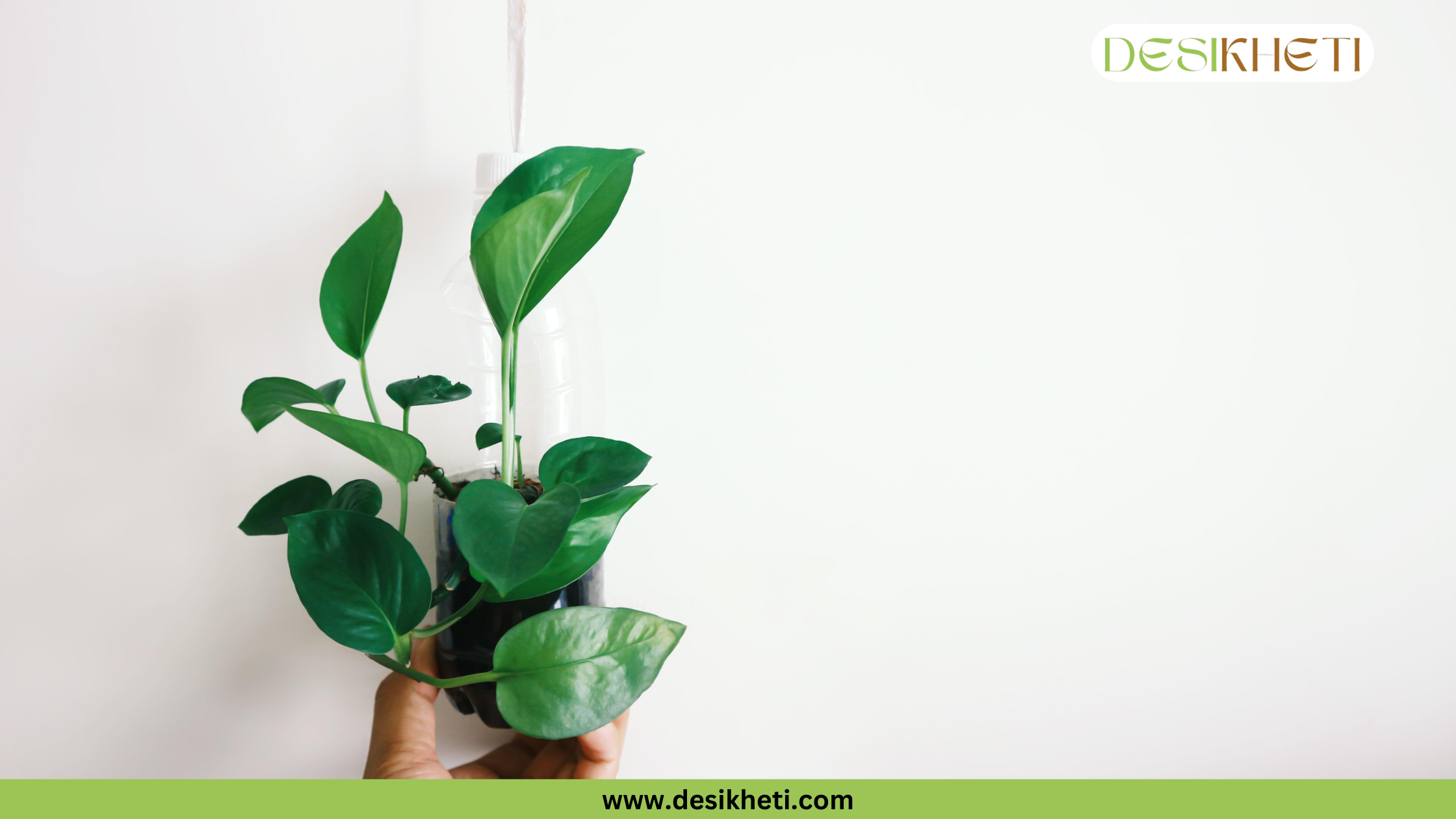 
A Money Plant with solid green leaves is grown in a recycled plastic bottle hanging against a plain white wall. A hand is holding the bottle from below. The bottom of the image has a green banner with the text "www.desikheti.com" and the top right corner has a logo with the text "DESIKHETI".