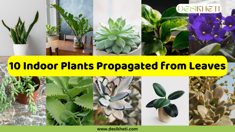 A grid of ten photos, each showcasing a different indoor plant. The plants include a snake plant, a ZZ plant, various succulents like Echeveria and burro's tail, a rubber plant, and a purple African violet. A green and yellow banner at the bottom has the text "10 Indoor Plants Propagated from Leaves" and the website address "www.desikheti.com".