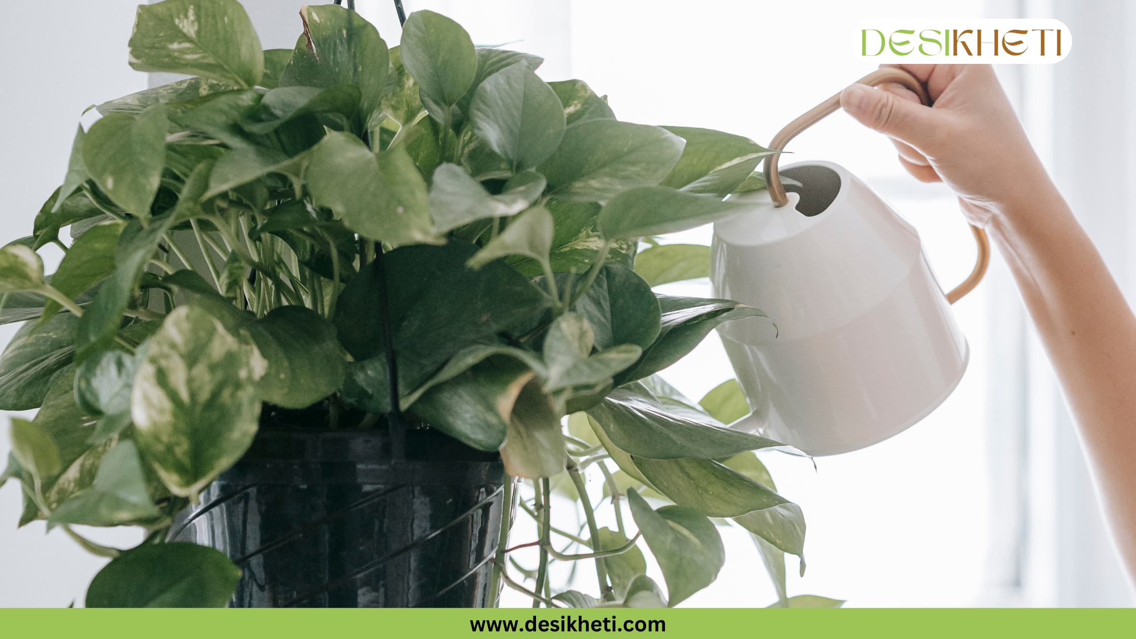 
A small, potted Money Plant with green and white variegated leaves. The plant is in a grey textured pot and is placed on a light-colored surface with a plain, off-white wall in the background. The bottom of the image has a green banner with the text "www.desikheti.com" and the top right corner has a logo with the text "DESIKHETI".