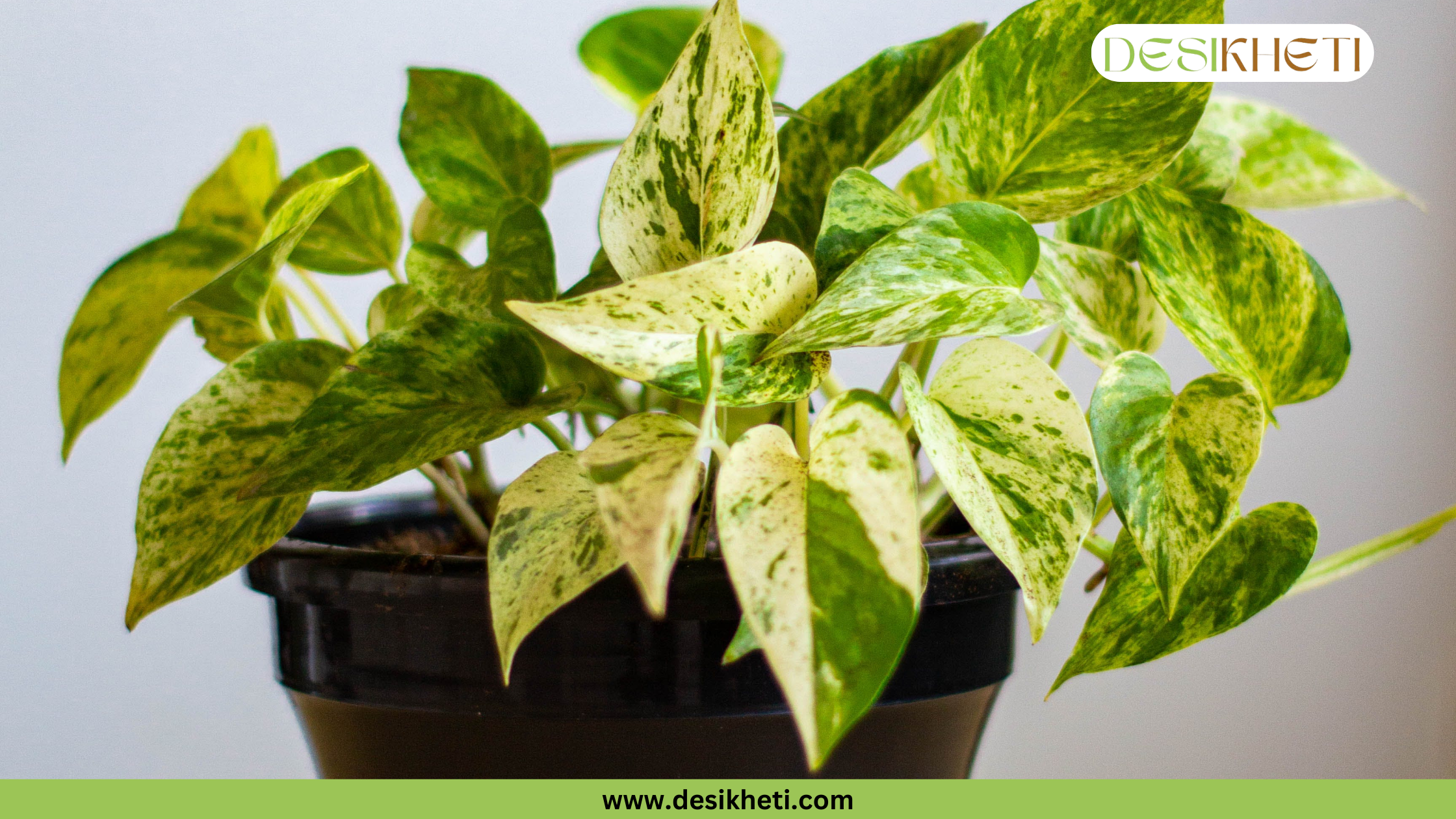 
A large, potted fig tree with many broad, dark green leaves and a few small, green figs. The tree is placed outdoors in a garden area, with blurred green plants in the background. A yellow banner across the lower middle of the image reads "Benefits of Fig Tree Plant". The bottom of the image has a green banner with the text "www.desikheti.com" and the top right corner has a logo with the text "DESIKHETI".