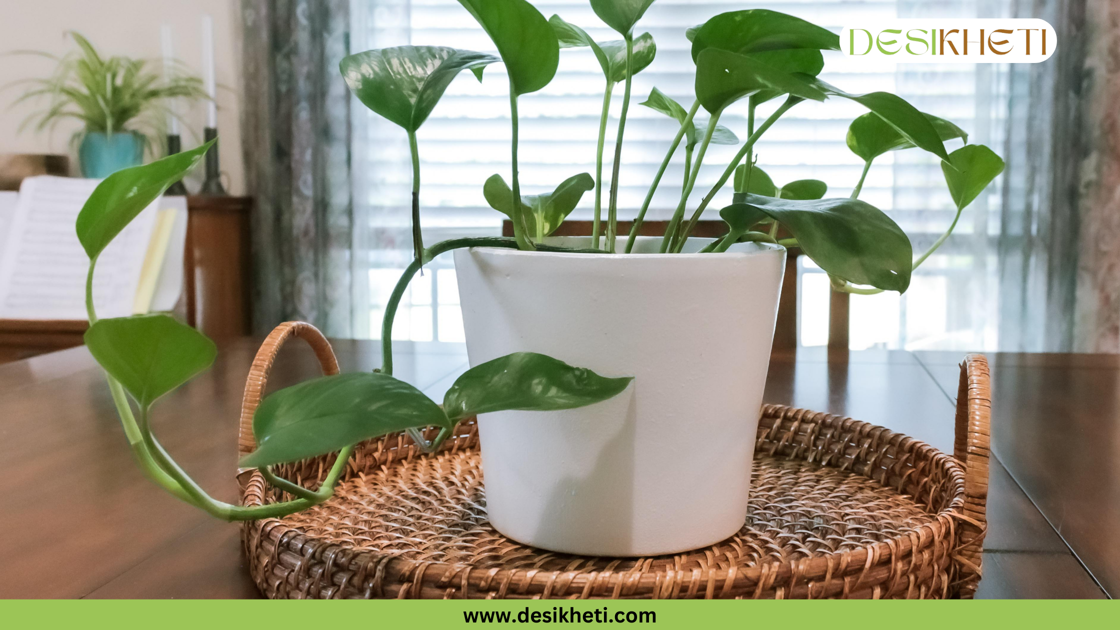 
A potted Money Plant with glossy green leaves trailing down from a white hexagon-shaped pot. The pot is placed on a round woven tray on a wooden table. In the background, there is another potted plant, a music stand with sheet music, and a window with blinds. The bottom of the image has a green banner with the text "www.desikheti.com" and the top right corner has a logo with the text "DESIKHETI".