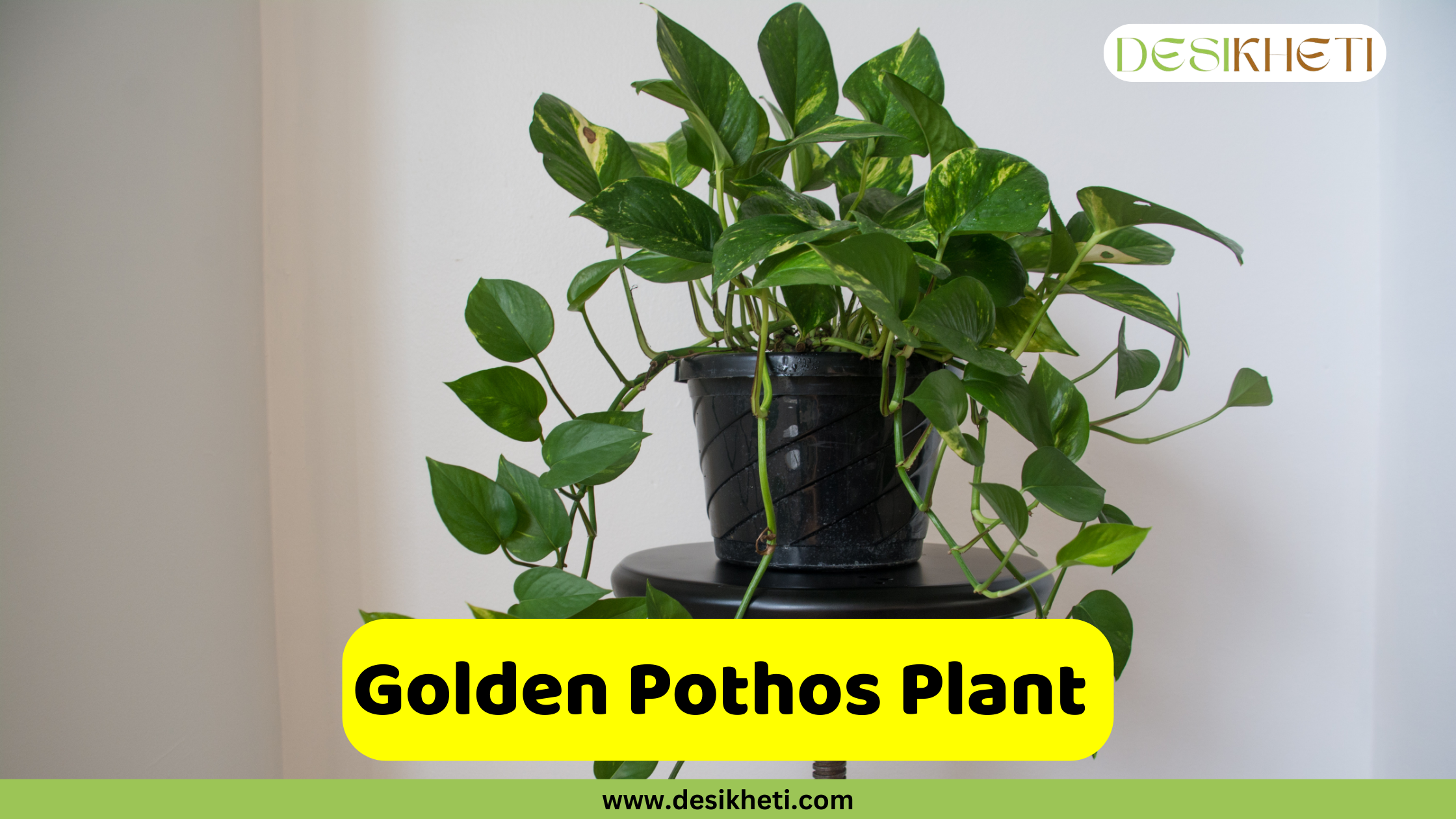 
A full, healthy Golden Pothos plant with green leaves, some with yellow variegation, is potted in a black plastic pot. The plant is placed on a small black table against a plain light-colored wall. A yellow banner across the lower middle of the image reads "Golden Pothos Plant". The bottom of the image has a green banner with the text "www.desikheti.com" and the top right corner has a logo with the text "DESIKHETI".