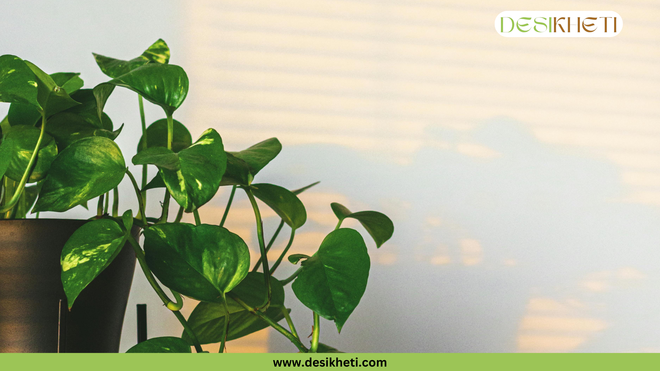 
A lush Money Plant with green and variegated leaves is potted in a smooth white pot. The plant is placed on a light-colored surface with a grey, textured wall in the background. The bottom of the image has a green banner with the text "www.desikheti.com" and the top right corner has a logo with the text "DESIKHETI".
