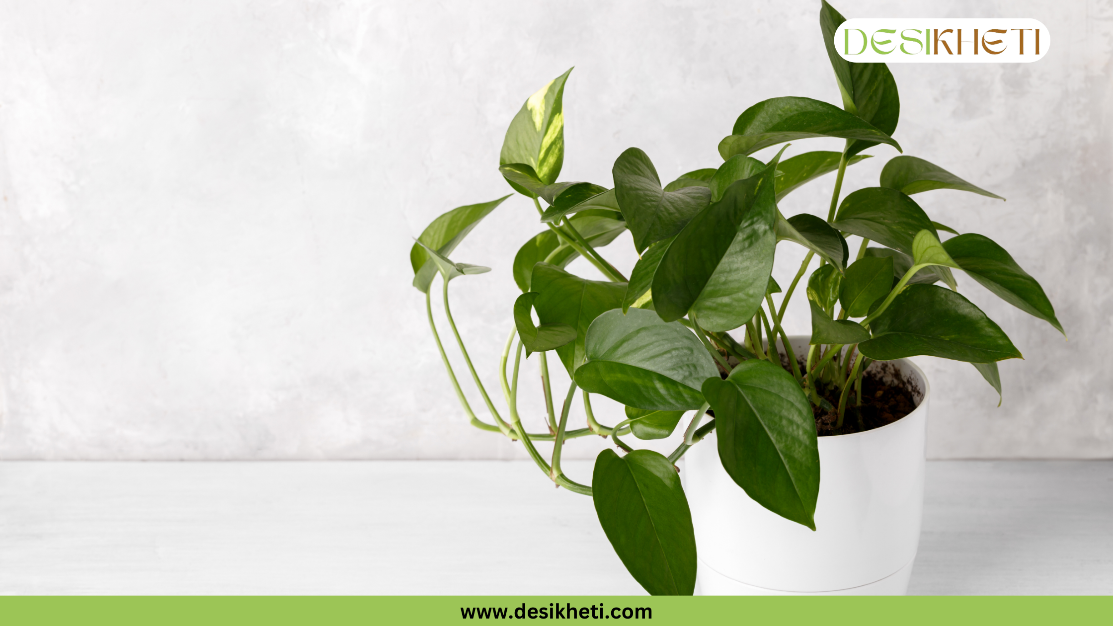 
A close-up of a Money Plant with green and yellow variegated leaves in a dark pot. The plant is against a white wall with sunlight creating a striped shadow from window blinds. The bottom of the image has a green banner with the text "www.desikheti.com" and the top right corner has a logo with the text "DESIKHETI".