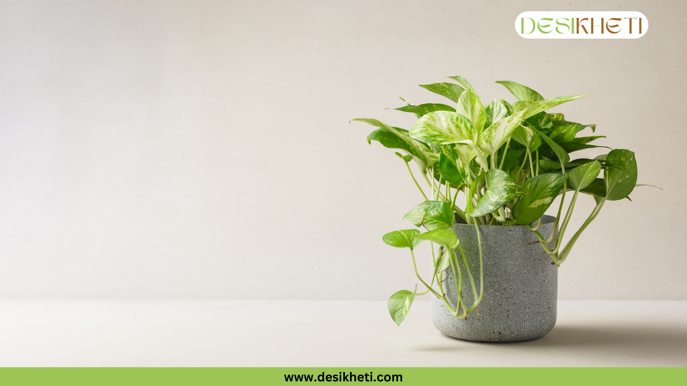 
A potted Money Plant with green and white variegated leaves is placed in a small, textured grey pot. The plant is set on a light-colored surface with a plain off-white wall in the background, providing copy space on the left. The bottom of the image has a green banner with the text "www.desikheti.com" and the top right corner has a logo with the text "DESIKHETI".
