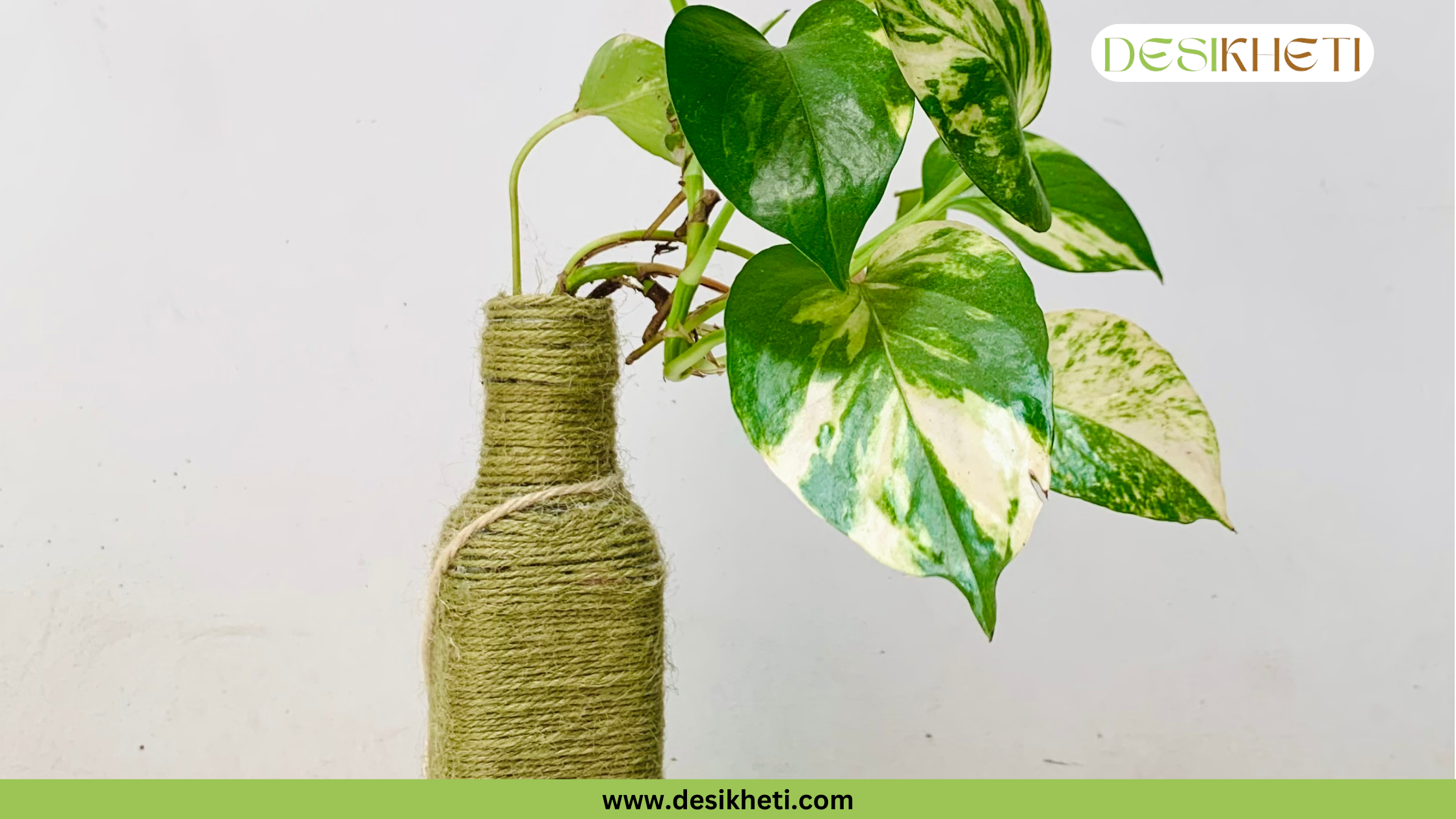 
A small, potted Money Plant with green and white variegated leaves. The plant is in a grey textured pot and is placed on a light-colored surface with a plain, off-white wall in the background. The bottom of the image has a green banner with the text "www.desikheti.com" and the top right corner has a logo with the text "DESIKHETI".