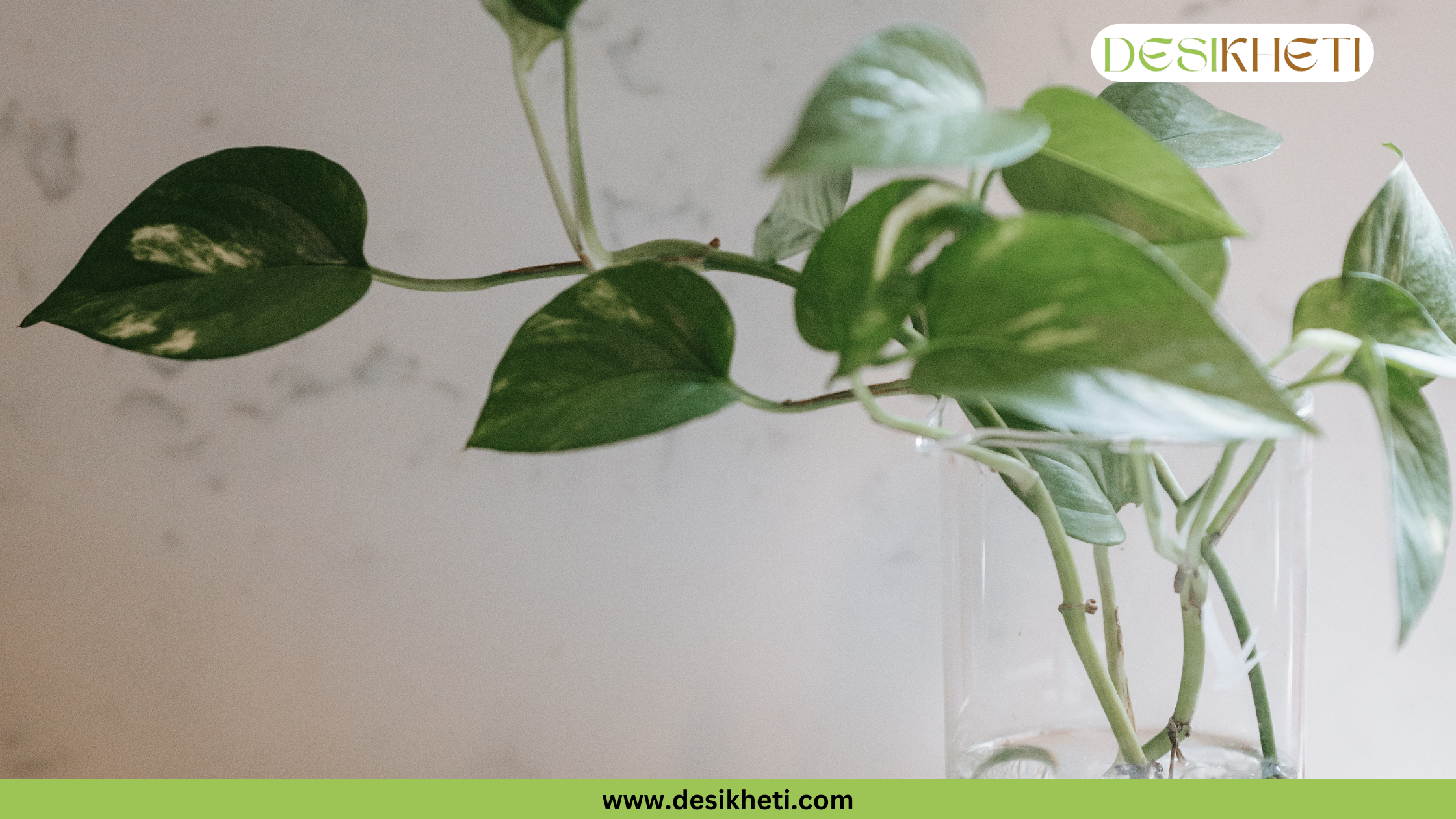 
A Money Plant with green and white variegated leaves being propagated in a clear glass or plastic container filled with water. The roots are visible at the bottom of the stems. The plant is placed in front of a light-colored wall with a subtle pattern. The bottom of the image has a green banner with the text "www.desikheti.com" and the top right corner has a logo with the text "DESIKHETI".