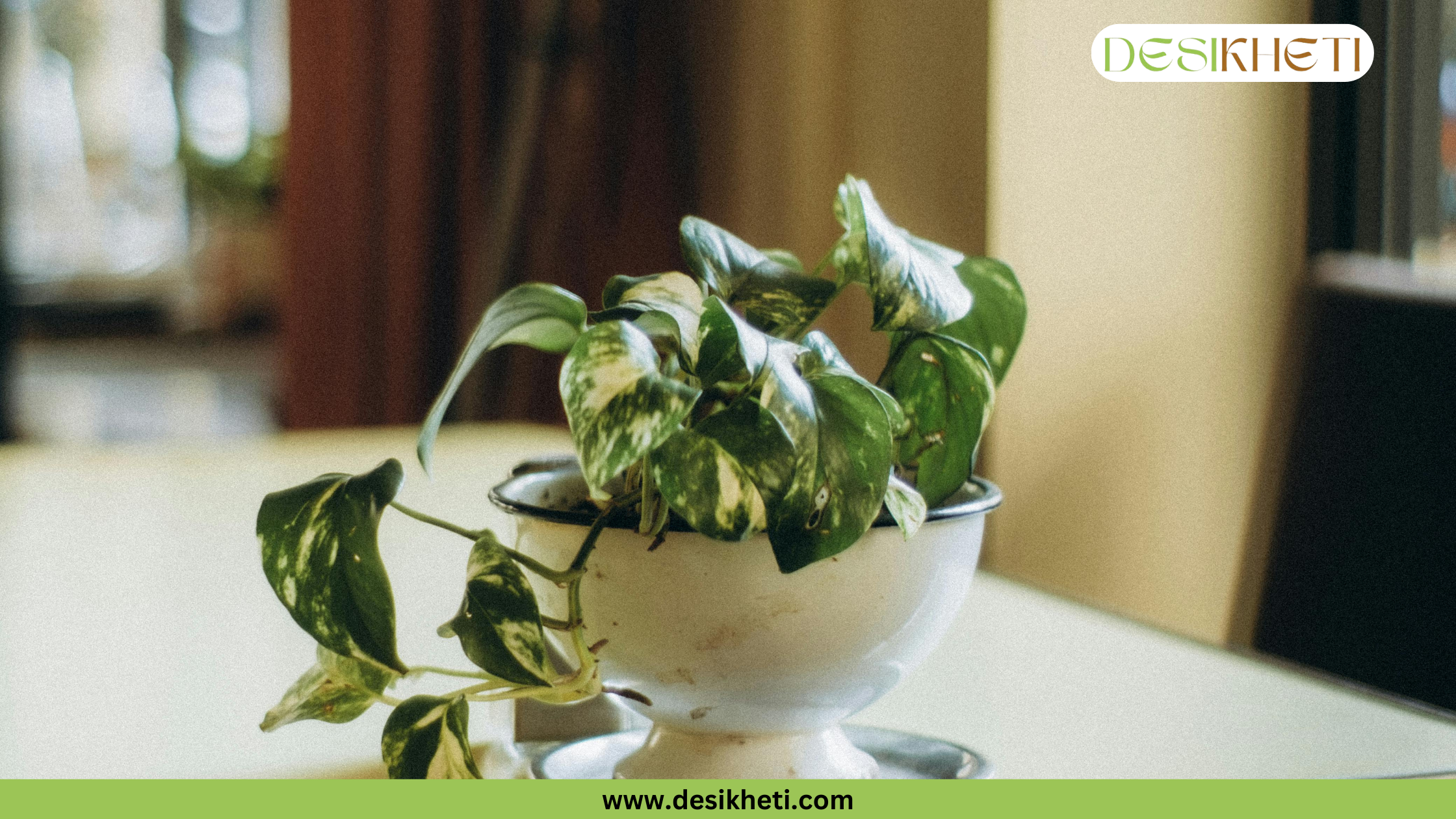 
A small Money Plant with green and white variegated leaves is planted in a vintage, chipped white enamel bowl. The bowl is on a table in what appears to be a cafe or a home dining area. The background is out of focus, showing a window and blurred furniture. The bottom of the image has a green banner with the text "www.desikheti.com" and the top right corner has a logo with the text "DESIKHETI".