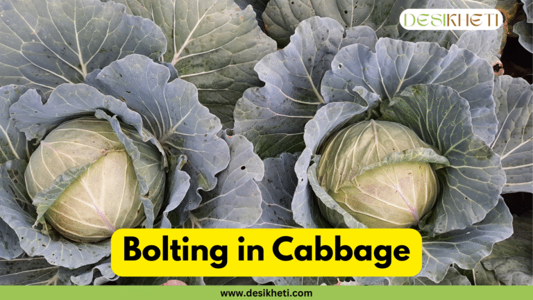 A close-up of two mature cabbages in a field, showing their large, leafy heads. The text "Bolting in Cabbage" is displayed in a yellow box at the bottom, and "www.desikheti.com" is written below it on a green band.