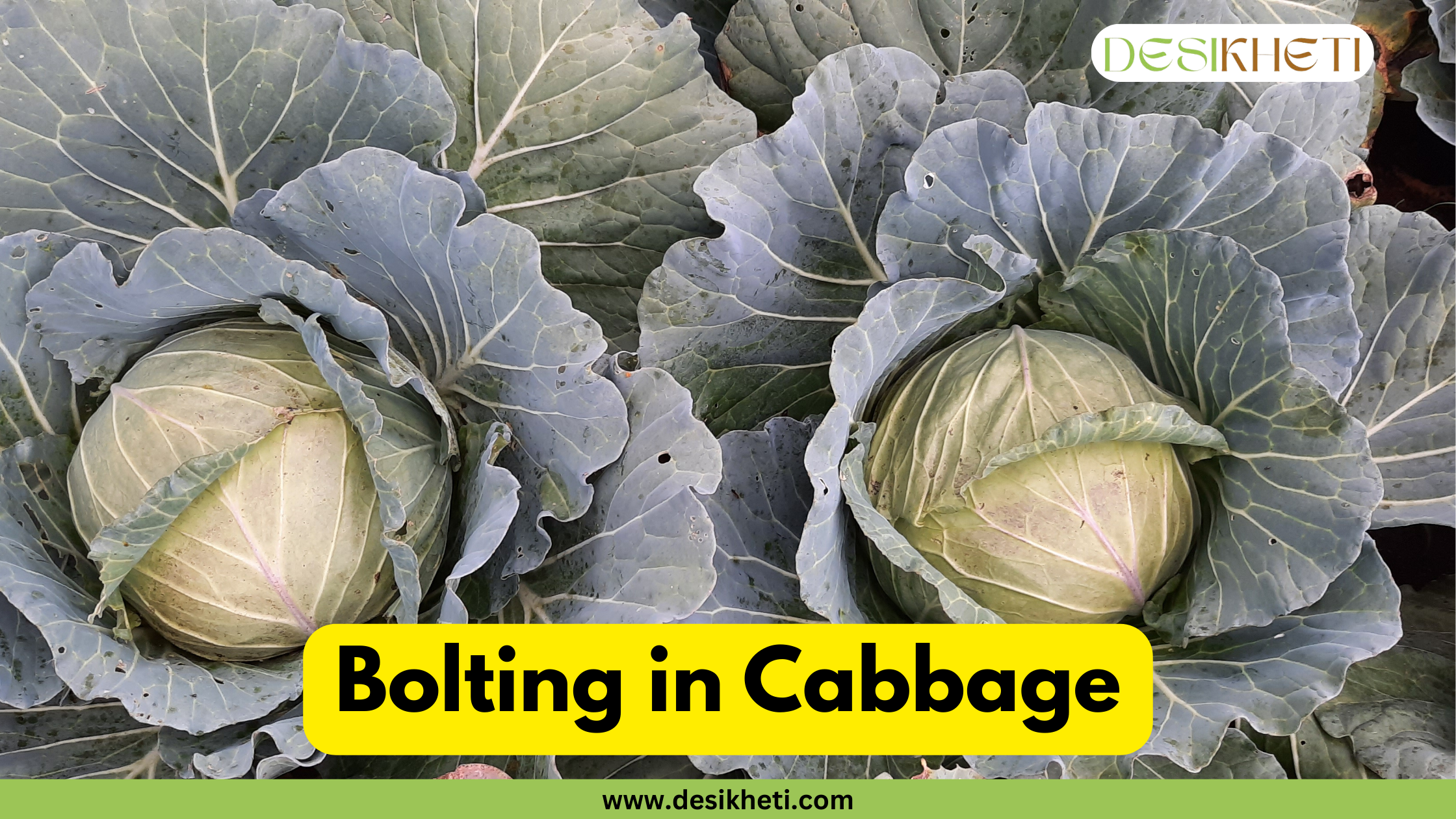 A close-up of two mature cabbages in a field, showing their large, leafy heads. The text "Bolting in Cabbage" is displayed in a yellow box at the bottom, and "www.desikheti.com" is written below it on a green band.
