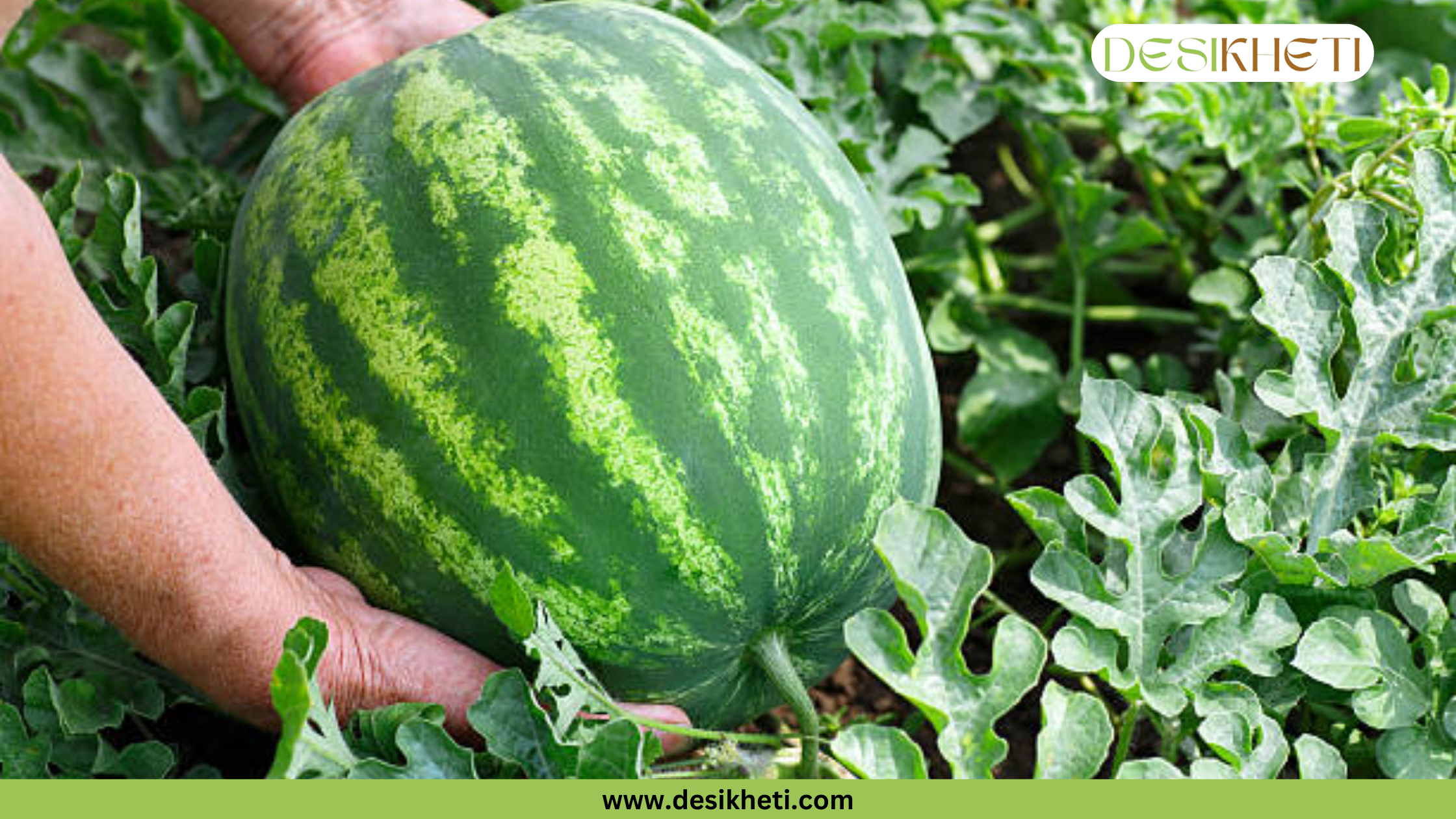 A pair of hands lifts a large, ripe watermelon with green and dark green stripes from a plant in a field. The watermark on the bottom right says "DESIKHETI" with a logo, and "www.desikheti.com" is printed below the image.