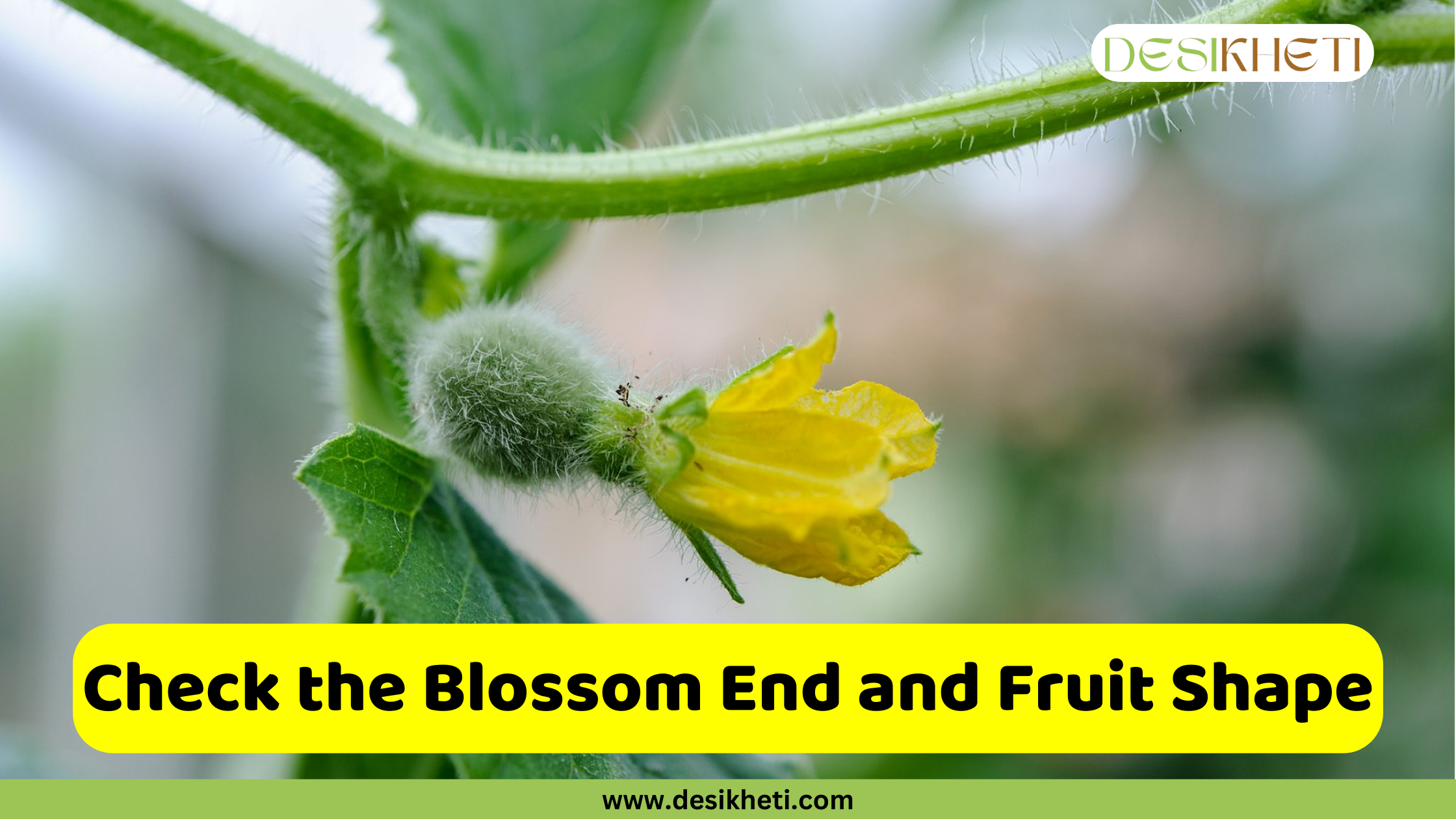 
A close-up photograph shows a small, fuzzy, immature cantaloupe fruit with a bright yellow blossom still attached to its end. The fruit hangs from a hairy green vine with a leafy background. In the foreground, a bright yellow banner with rounded edges contains the text, "Check the Blossom End and Fruit Shape." Below the banner, a smaller green bar displays the website address "www.desikheti.com."