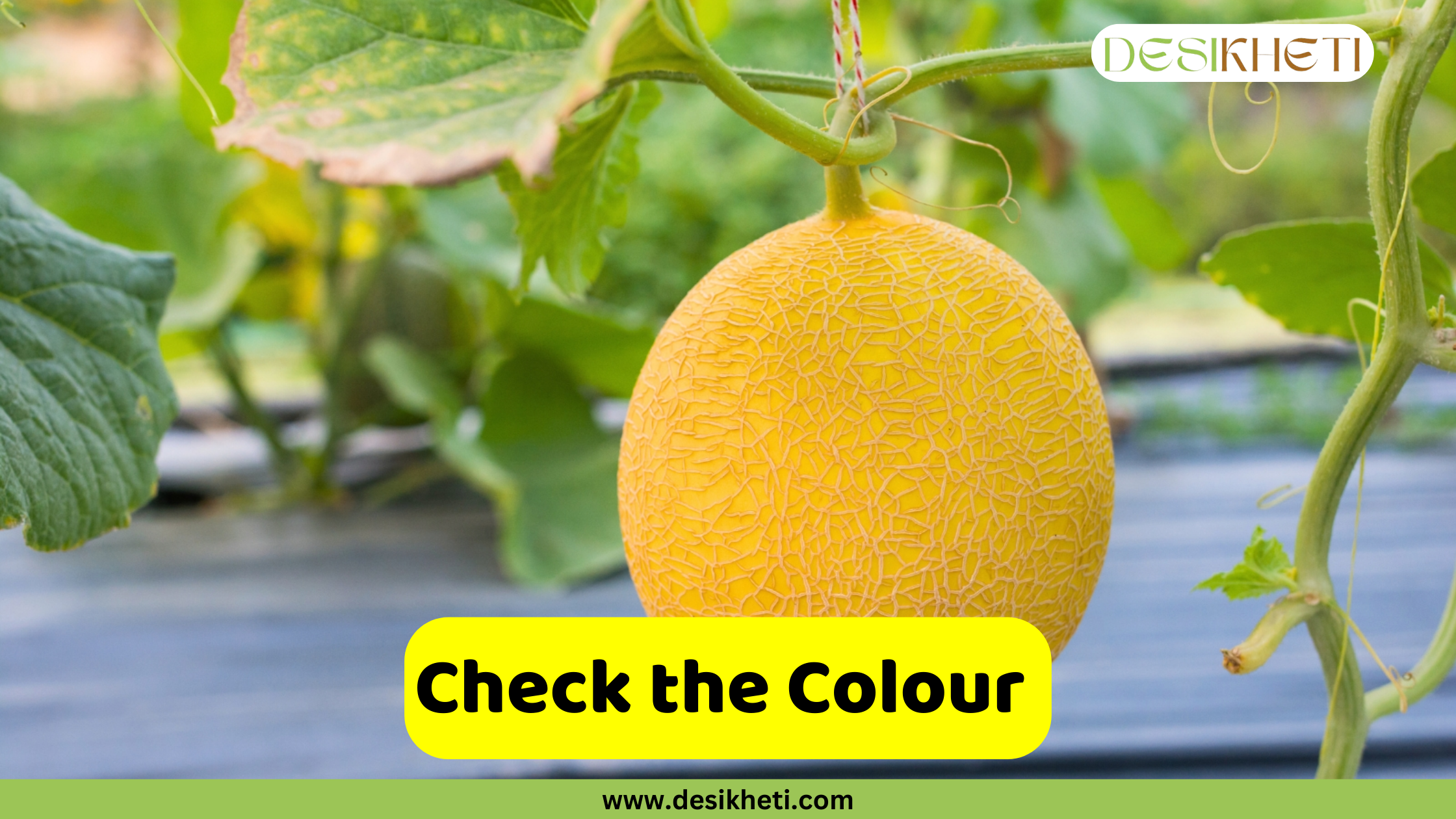 
A bright yellow cantaloupe with a net-like skin pattern hangs from a green vine, with blurry leaves and a black plastic ground cover visible in the background. A bright yellow banner with rounded edges contains the text, "Check the Colour." Below the banner, a smaller green bar displays the website address "www.desikheti.com."