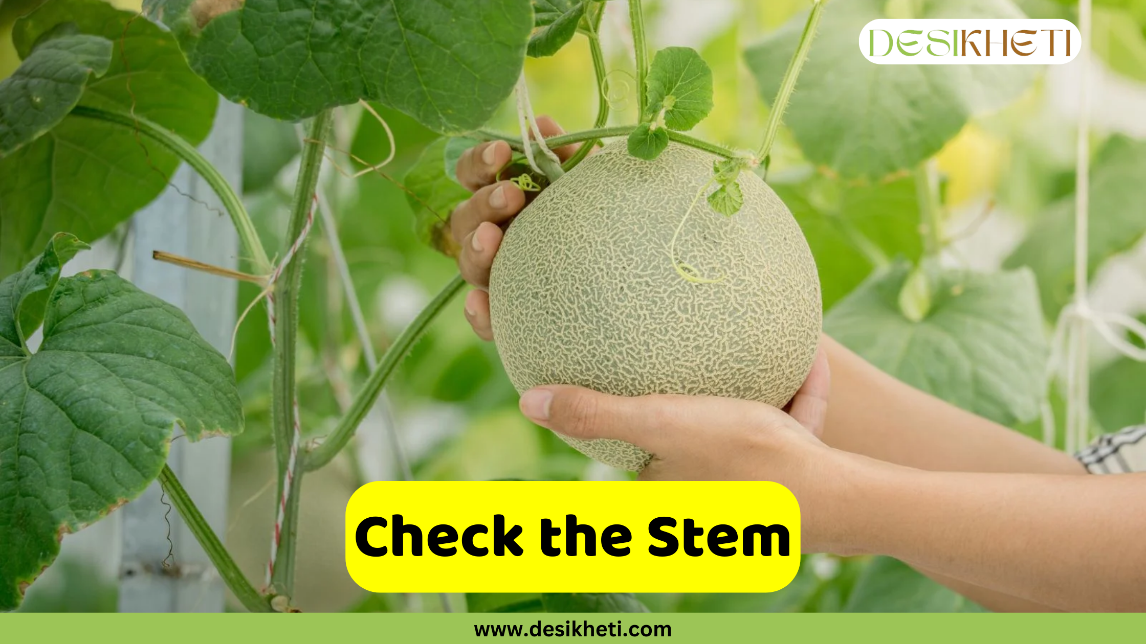 
A person's hands gently hold a large, round cantaloupe with a light green, net-like skin, which is still attached to its vine. The background is filled with blurry green leaves. A bright yellow banner with rounded edges contains the text, "Check the Stem." Below the banner, a smaller green bar displays the website address "www.desikheti.com."