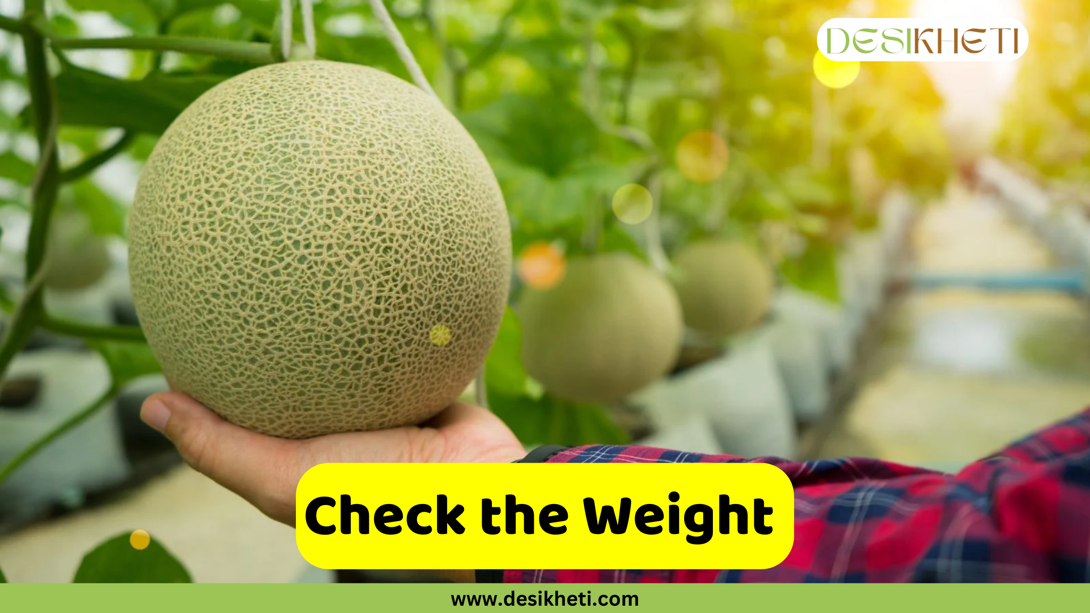 
A farmer wearing a red plaid shirt holds a large, round cantaloupe with a light green, net-like skin in the palm of their hand. The cantaloupe is still on its vine and hangs within a greenhouse. Other melons are visible in the blurry background. A bright yellow banner with rounded edges contains the text, "Check the Weight." Below the banner, a smaller green bar displays the website address "www.desikheti.com."