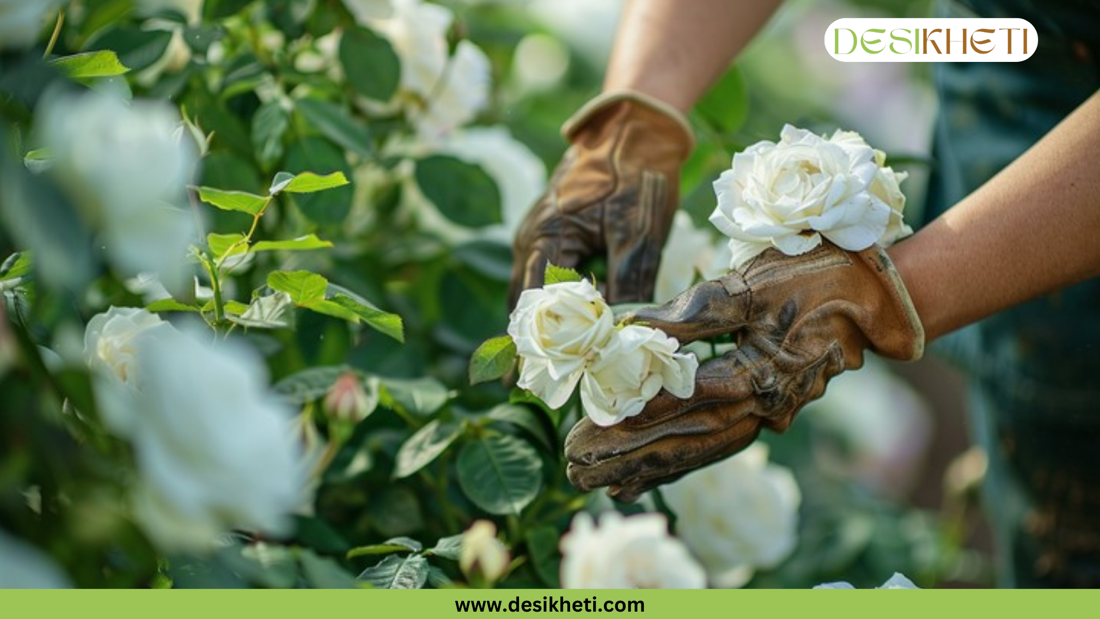 
A pair of gloved hands gently handles delicate white roses on a bush. The image has a green banner at the bottom with the text "www.desikheti.com" and "DESIKHETI" in the top right corner.