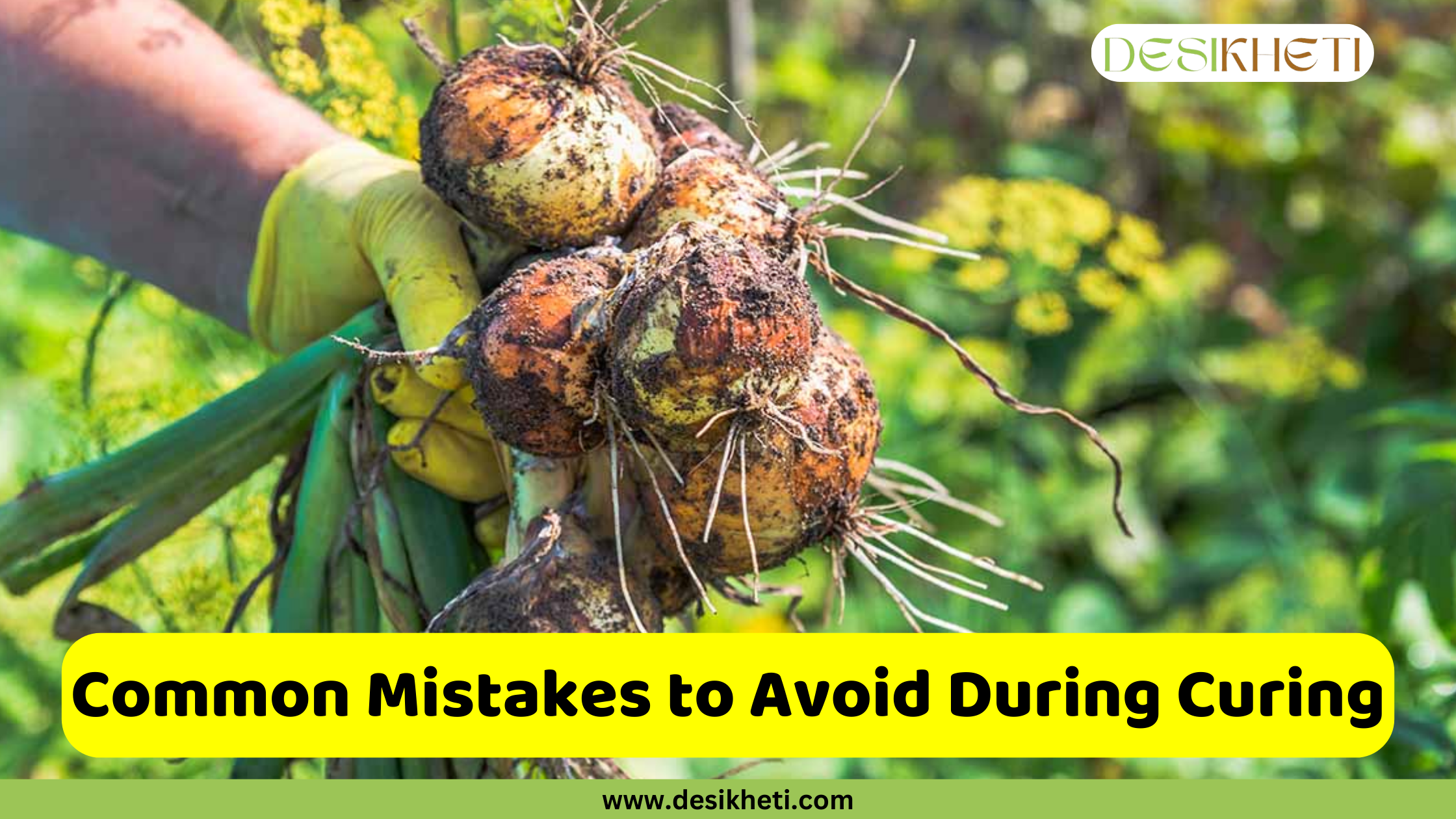 
A hand wearing a yellow gardening glove holds a bunch of freshly harvested onions. The onions are still covered in dirt and have their green tops and long, fibrous roots attached. The background is a blurry garden scene with green plants and yellow flowers. A green and yellow banner at the bottom of the image has the text "Common Mistakes to Avoid During Curing" and the website address "www.desikheti.com".