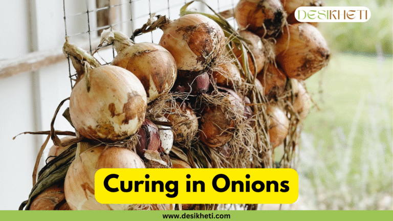 A cluster of harvested onions with their roots and outer skins hanging from a wire rack to dry. The text "Curing in Onions" is displayed in a yellow box, with "www.desikheti.com" written below it on a green band.