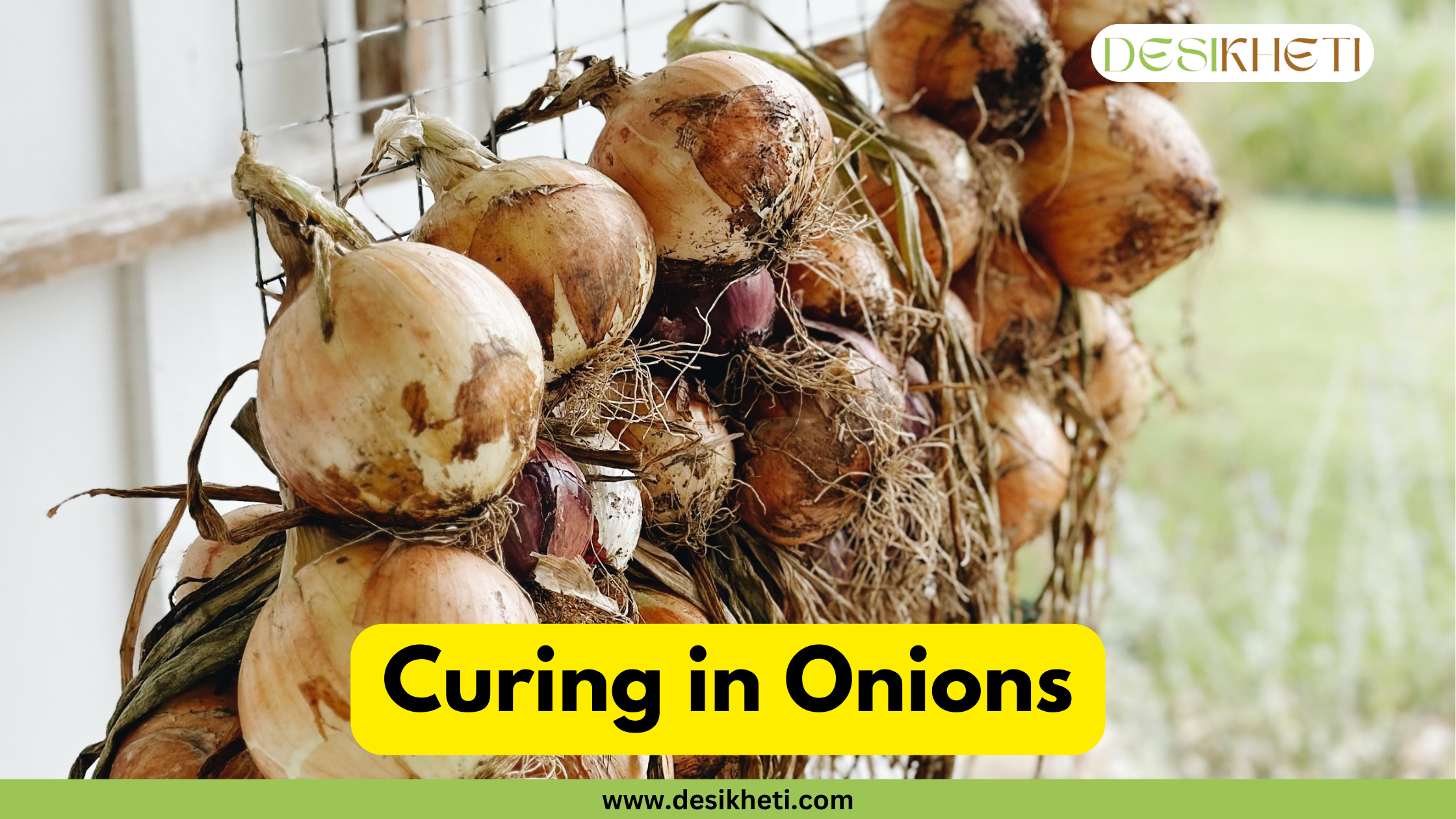 A cluster of harvested onions with their roots and outer skins hanging from a wire rack to dry. The text "Curing in Onions" is displayed in a yellow box, with "www.desikheti.com" written below it on a green band.