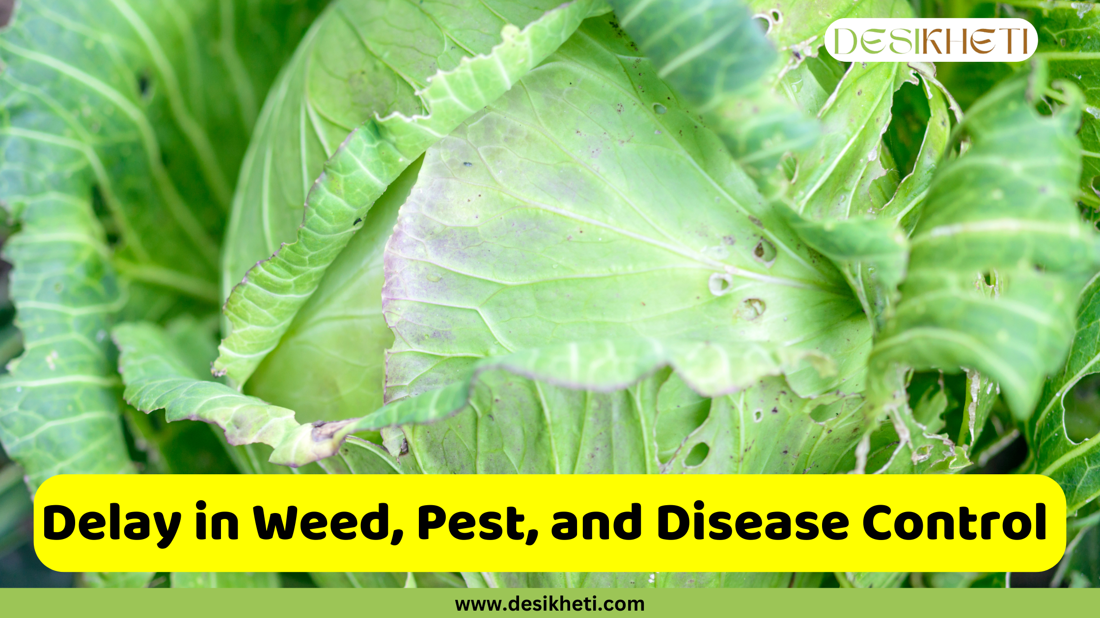 
A close-up of a damaged green cabbage head with holes and brown spots on its leaves. A yellow box with the text "Delay in Weed, Pest, and Disease Control" is in the lower-center of the image. The image has a green banner at the bottom with the text "www.desikheti.com" and "DESIKHETI" in the top right corner.