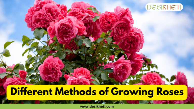 A full rose bush with vibrant pink blooms against a bright blue sky with white clouds. The image has a green banner at the bottom with the website "www.desikheti.com" and a watermark in the top right corner that says "DESIKHETI". There's a bright yellow box in the lower middle of the image with the text "Different Methods of Growing Roses" written in it.