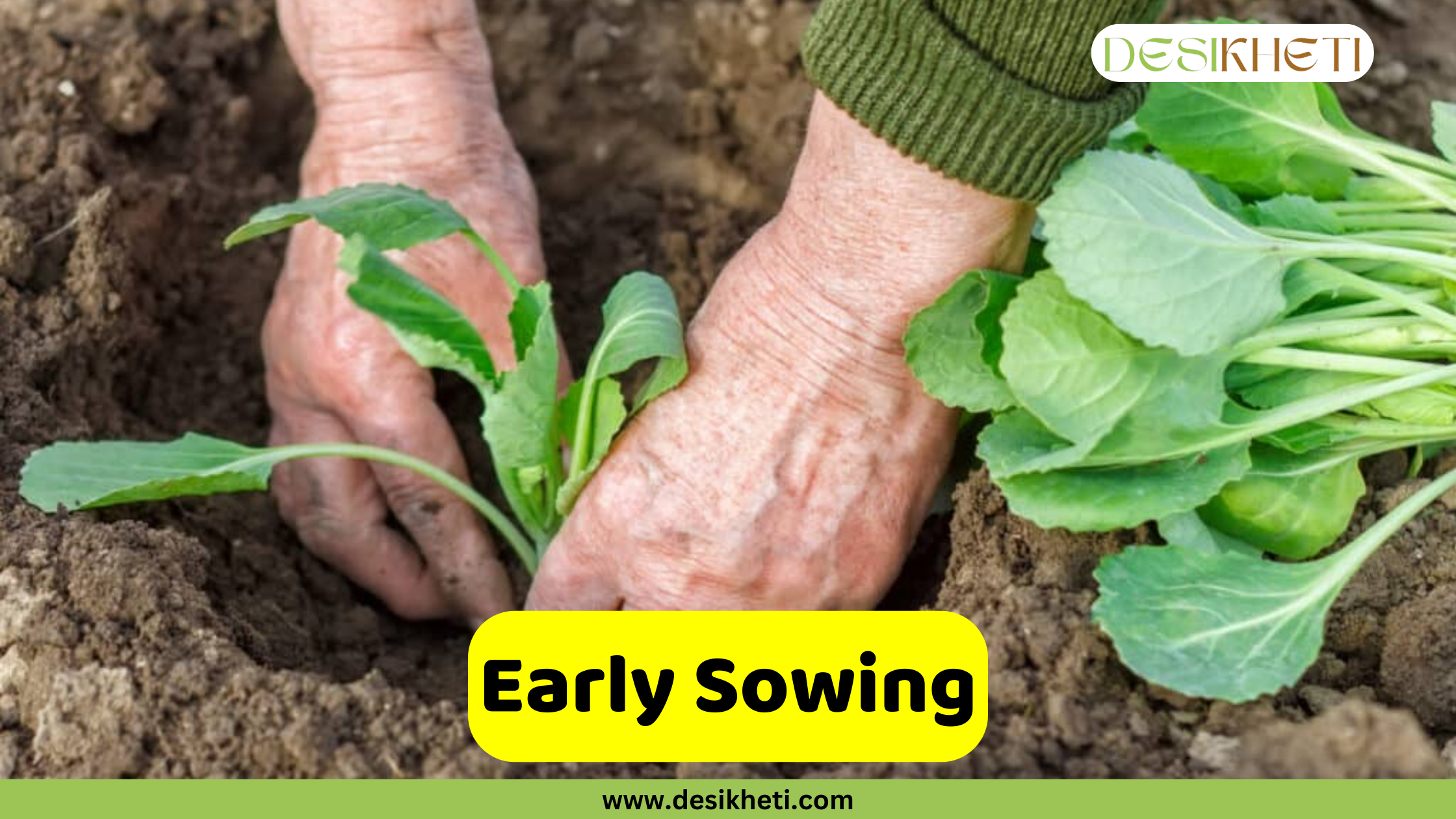 
A pair of hands plants a small green seedling into the brown soil. A bundle of other seedlings lies on the right side of the image. A yellow box with the text "Early Sowing" is in the lower-center of the image. The image has a green banner at the bottom with the text "www.desikheti.com" and "DESIKHETI" in the top right corner.