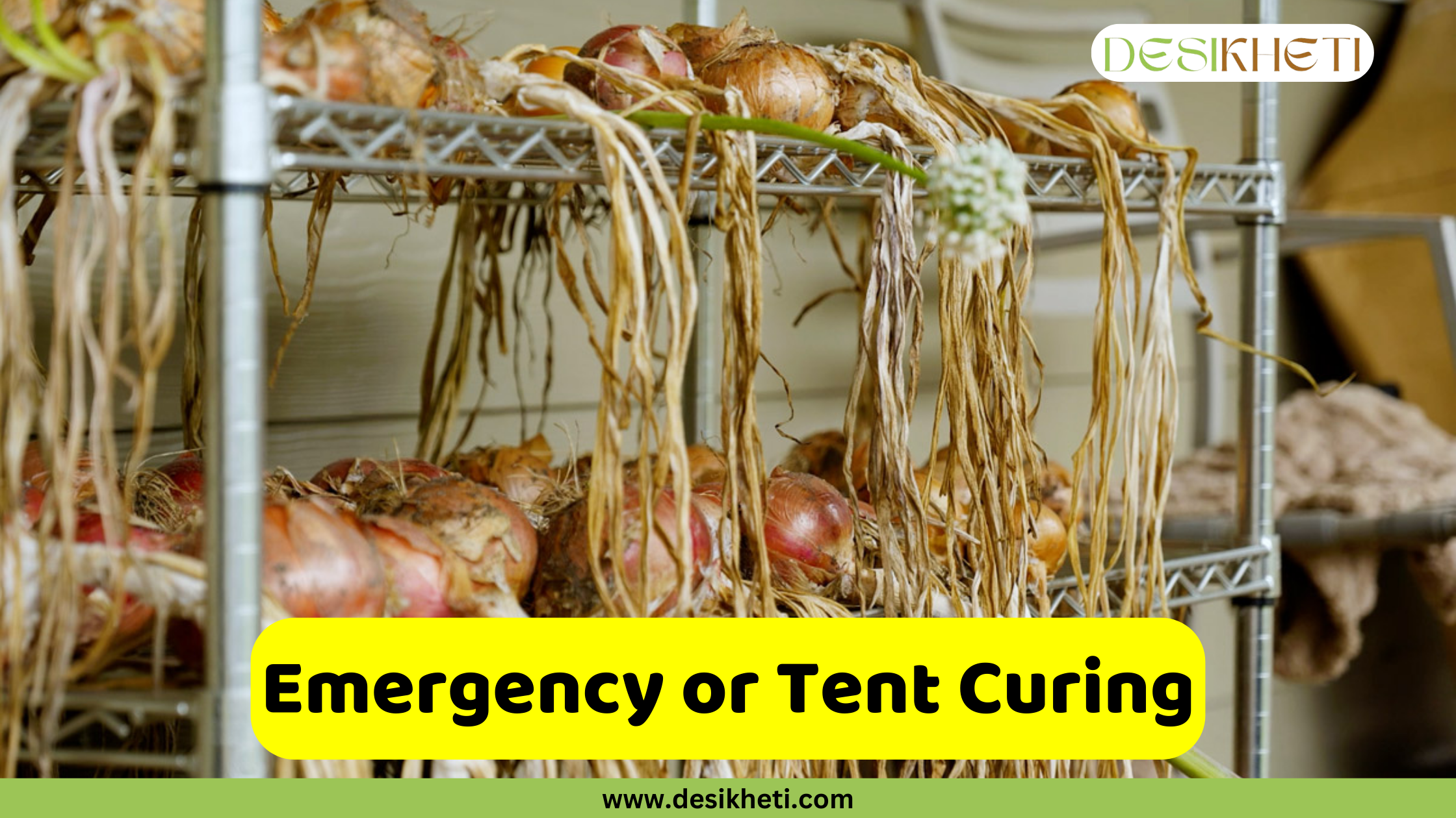 
A close-up of harvested onions with their long, dried roots and stems hanging down from a wire rack. The onions are piled on the rack's shelves, suggesting a curing process. A green and yellow banner at the bottom has the text "Emergency or Tent Curing" and the website address "www.desikheti.com".