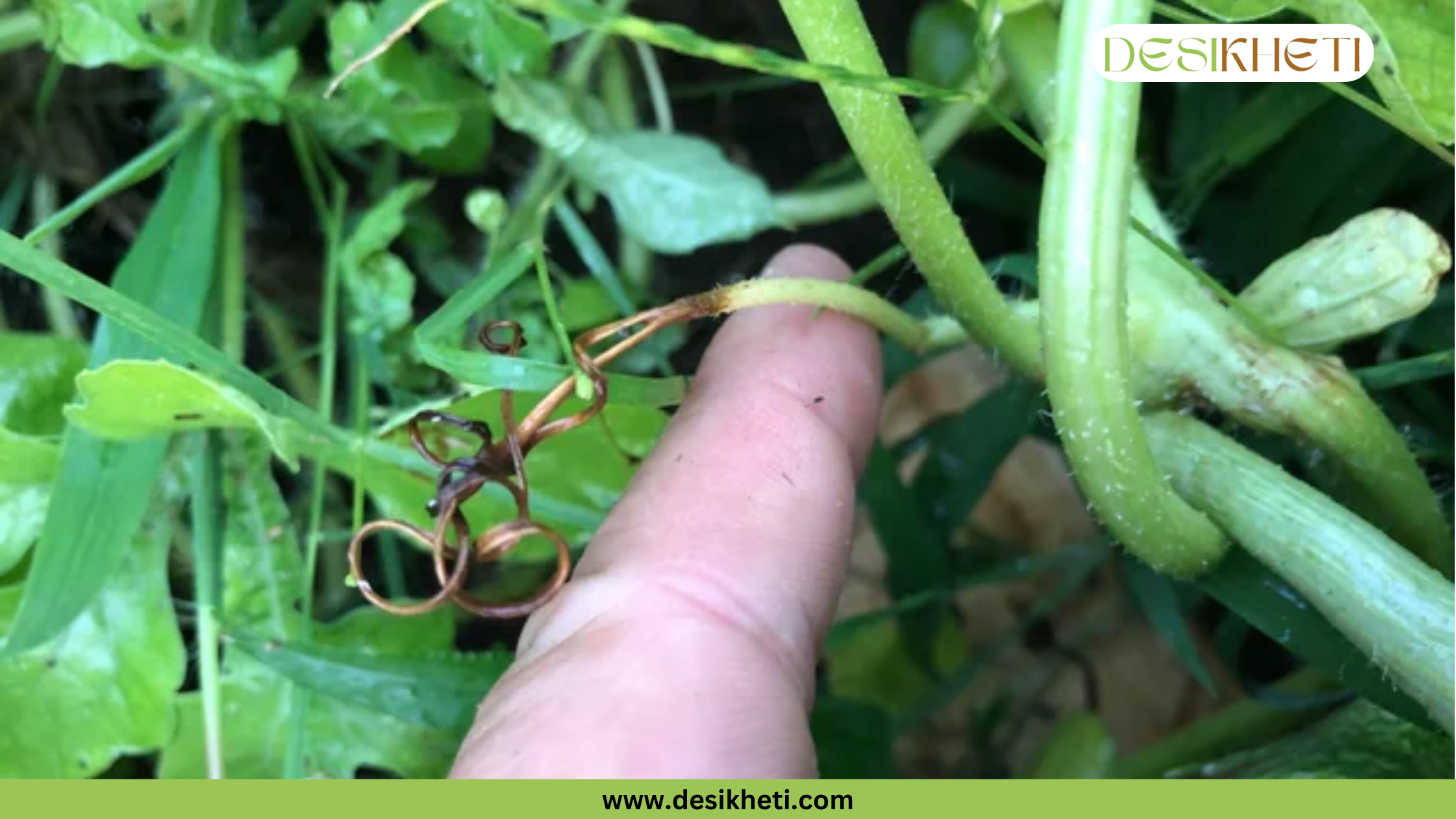 A person's finger points to a shriveled, brown tendril on a watermelon vine. The vine is surrounded by green foliage and a few other small, healthy tendrils. The watermark on the top right says "DESIKHETI", and the bottom center has "www.desikheti.com" written on a green banner.