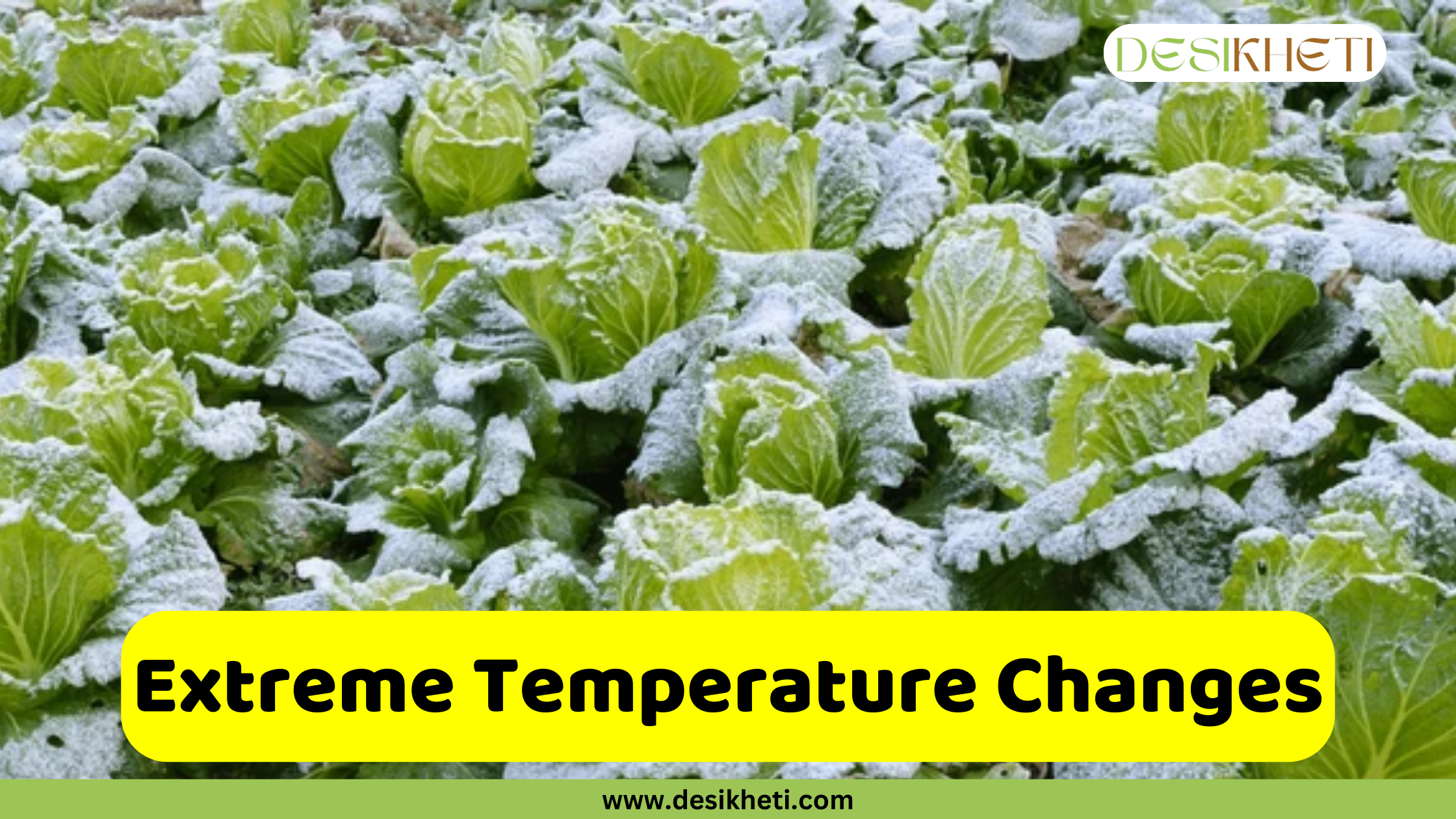A field of leafy green cabbages covered in a layer of frost. A prominent yellow bar with the text "Extreme Temperature Changes" is centered at the bottom of the image. The text "DESIKHETI" is in the top right corner, and "www.desikheti.com" is at the bottom.