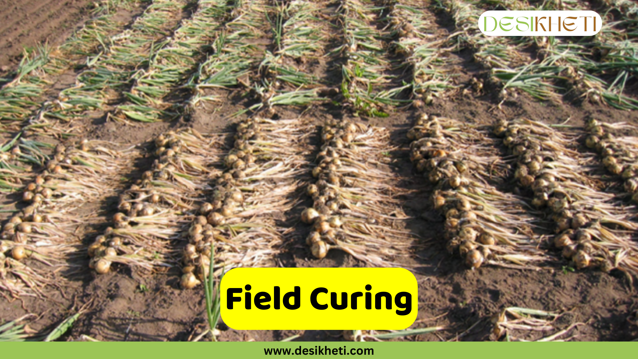 
A vast field with rows of harvested onions laid out on the dirt. The onions are bundled together and left to dry, with their roots and green tops visible, stretching along the ground in neat rows. A green and yellow banner at the bottom has the text "Field Curing" and the website address "www.desikheti.com".