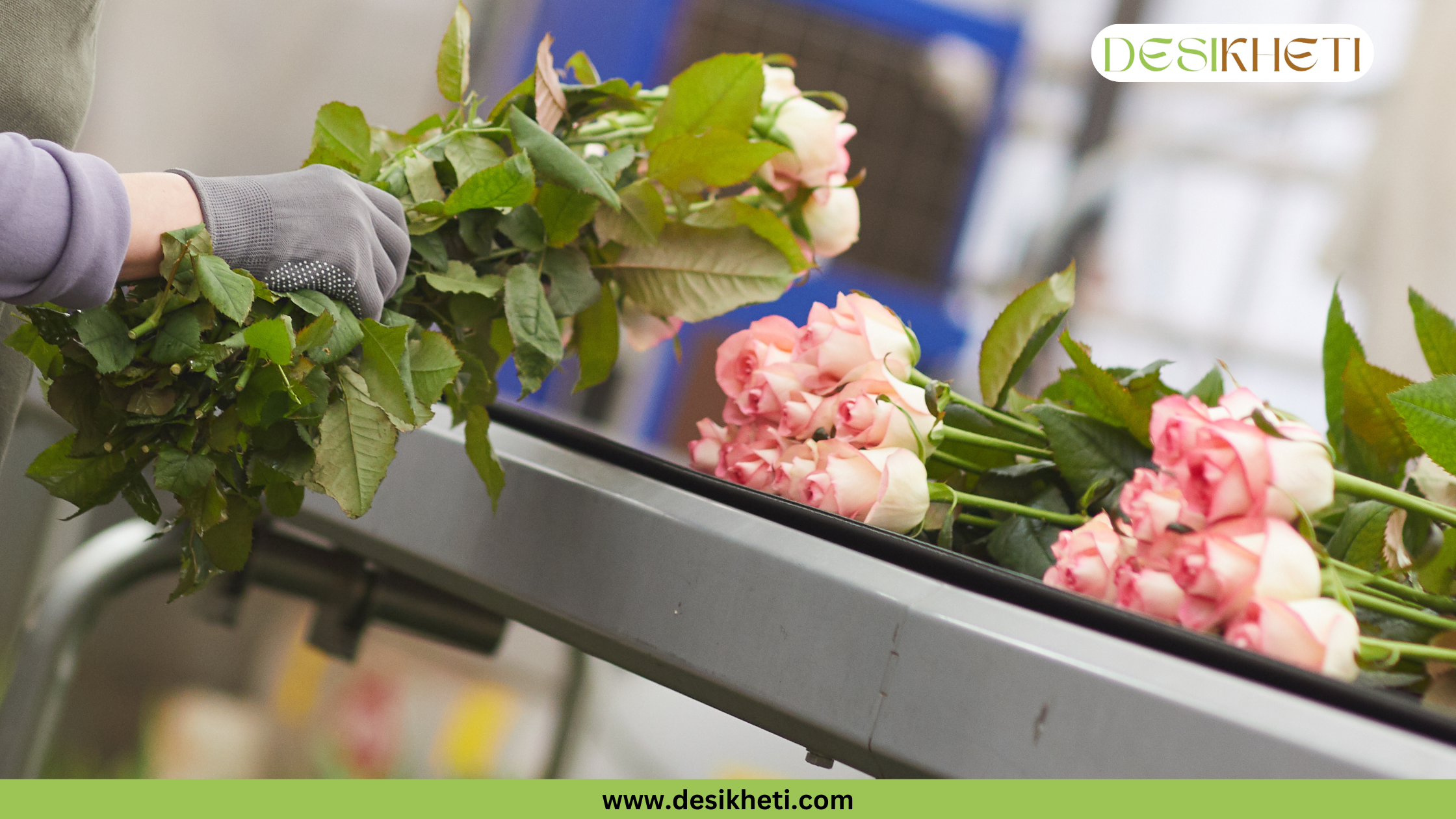 
A person wearing gray gloves is handling a large bunch of roses with pink and white petals and green stems on a conveyor belt, with more bunches of roses visible in the background. The image has a green banner at the bottom with the website "www.desikheti.com" and a watermark in the top right corner that says "DESIKHETI". There's a bright yellow box in the lower middle of the image with the text "Handle with Care" written in it.