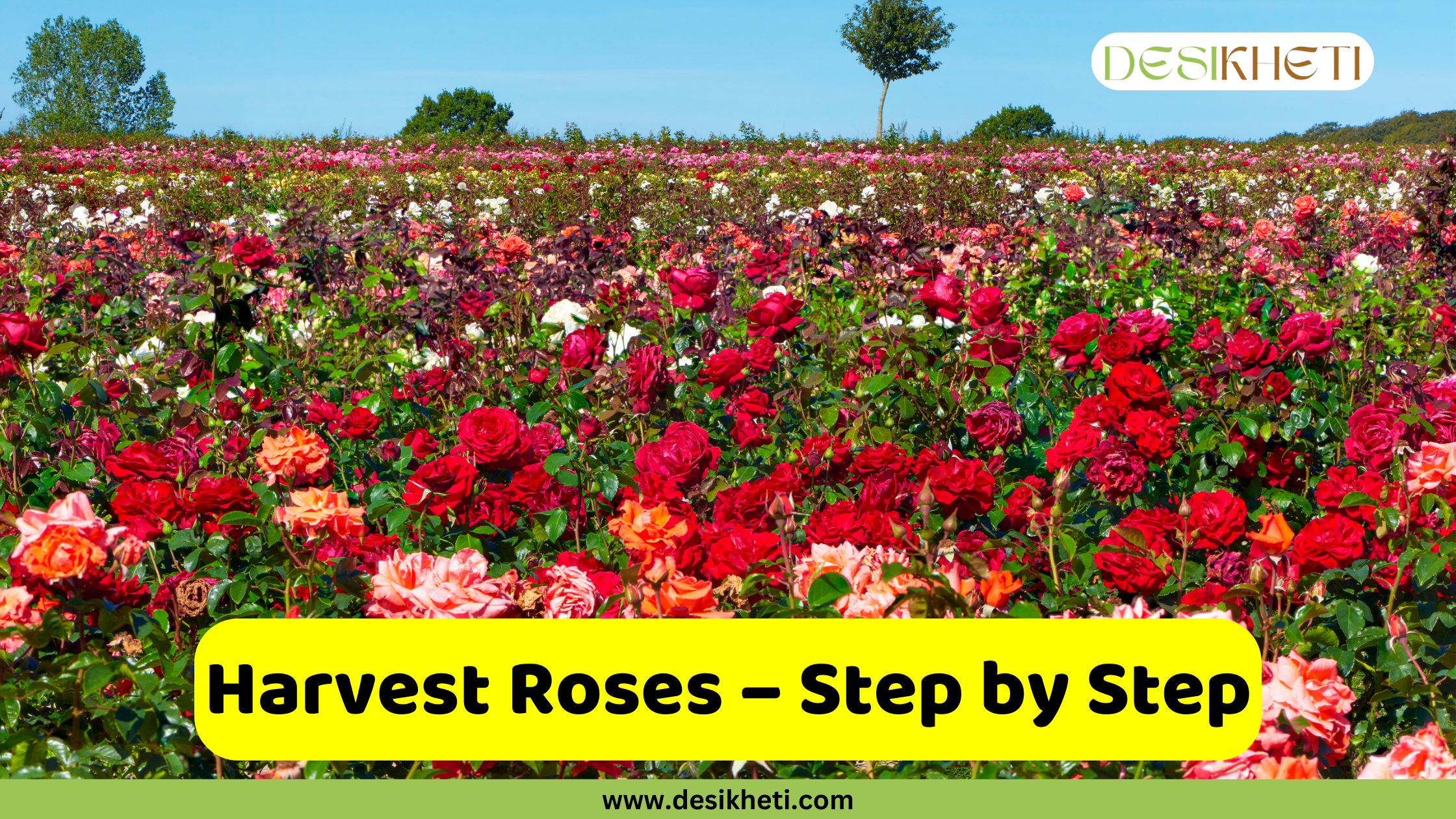 
A wide view of a large, colorful field of blooming roses in various shades of red, pink, and white, under a clear blue sky. The image has a green banner at the bottom with the website "www.desikheti.com" and a watermark in the top right corner that says "DESIKHETI". There's a bright yellow box in the lower middle of the image with the text "Harvest Roses – Step by Step" written in it.