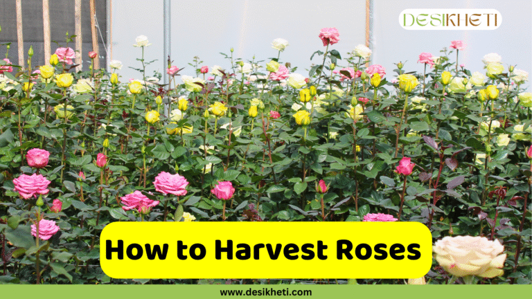 A lush rose garden with bushes of pink, yellow, and white roses, grown in a greenhouse. A yellow box with the text "How to Harvest Roses" is in the lower-center of the image. The image has a green banner at the bottom with the text "www.desikheti.com" and "DESIKHETI" in the top right corner.