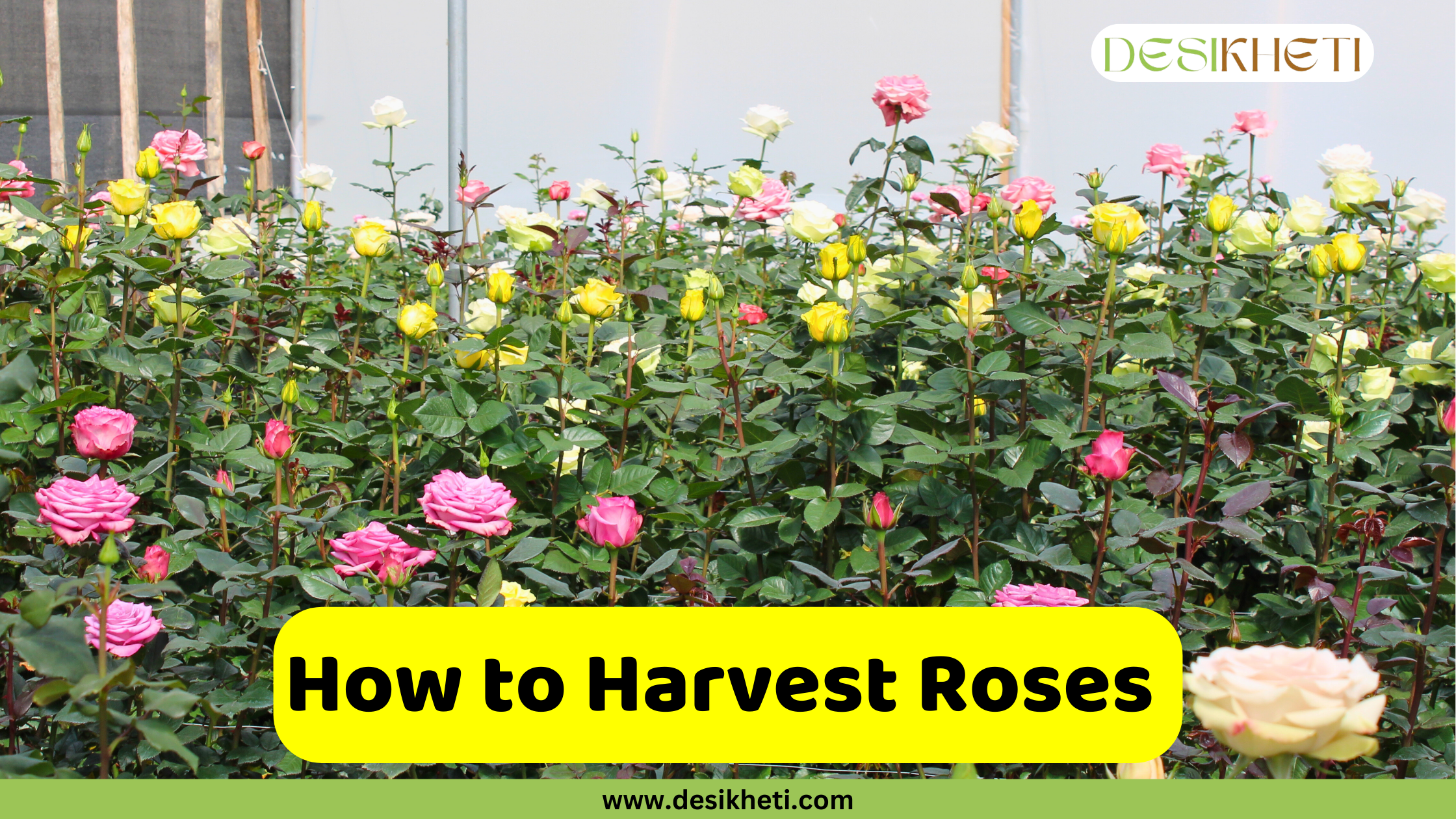 A lush rose garden with bushes of pink, yellow, and white roses, grown in a greenhouse. A yellow box with the text "How to Harvest Roses" is in the lower-center of the image. The image has a green banner at the bottom with the text "www.desikheti.com" and "DESIKHETI" in the top right corner.