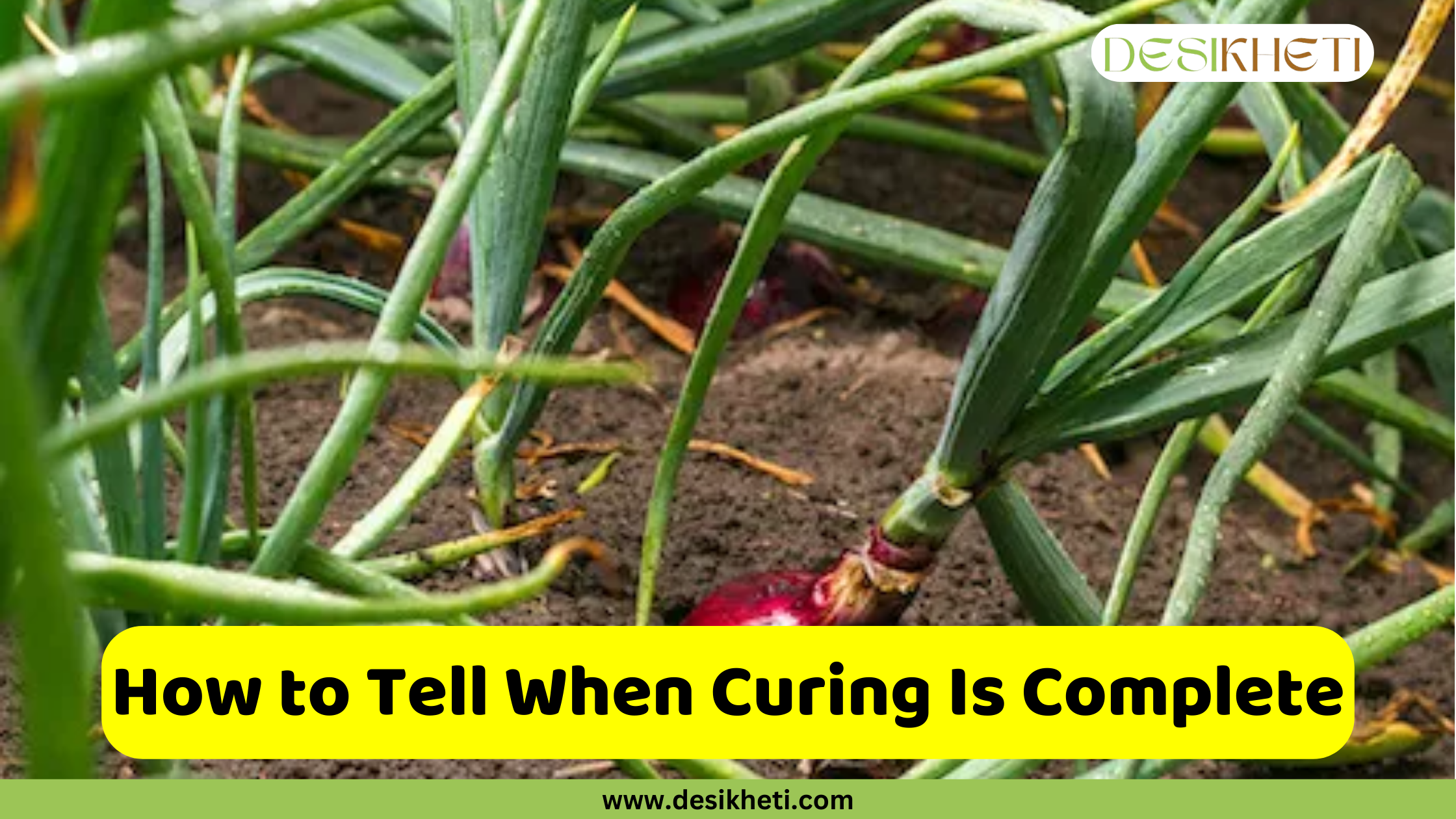 
A close-up, ground-level view of several red onions growing in the soil. The bright green, tubular tops of the onions are visible, and the reddish bulbs are partially exposed above the dirt. A green and yellow banner at the bottom has the text "How to Tell When Curing Is Complete" and the website address "www.desikheti.com".