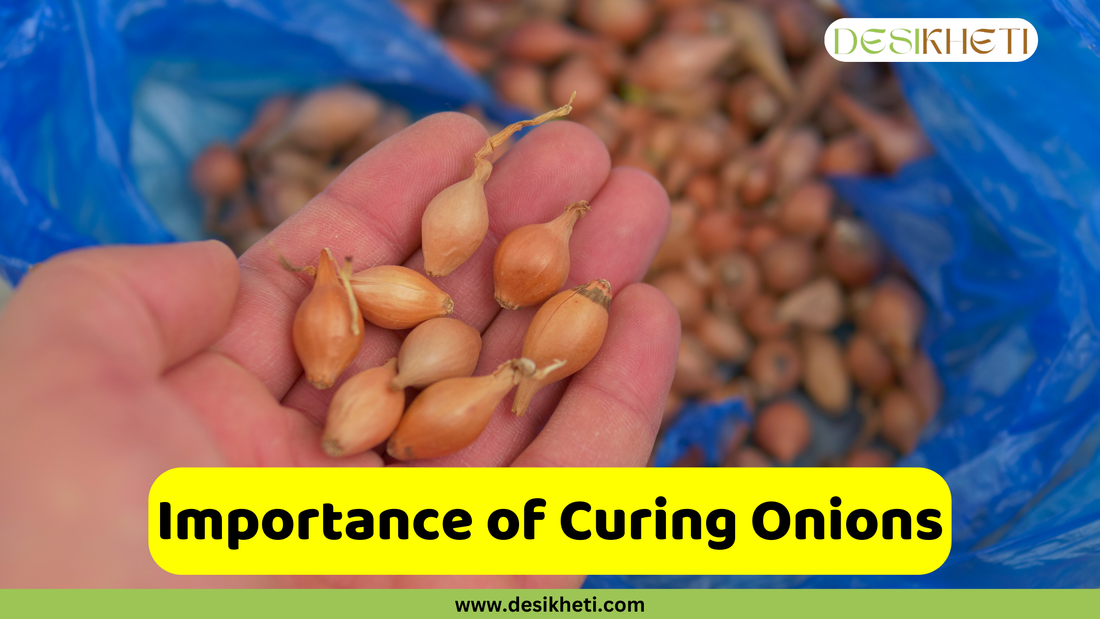 
A close-up shot of a person's open palm holding a handful of small, golden-brown shallot or pearl onions. In the background, a large blue bag is filled with more of the same type of onions. A green and yellow banner at the bottom of the image has the text "Importance of Curing Onions" and the website address "www.desikheti.com".