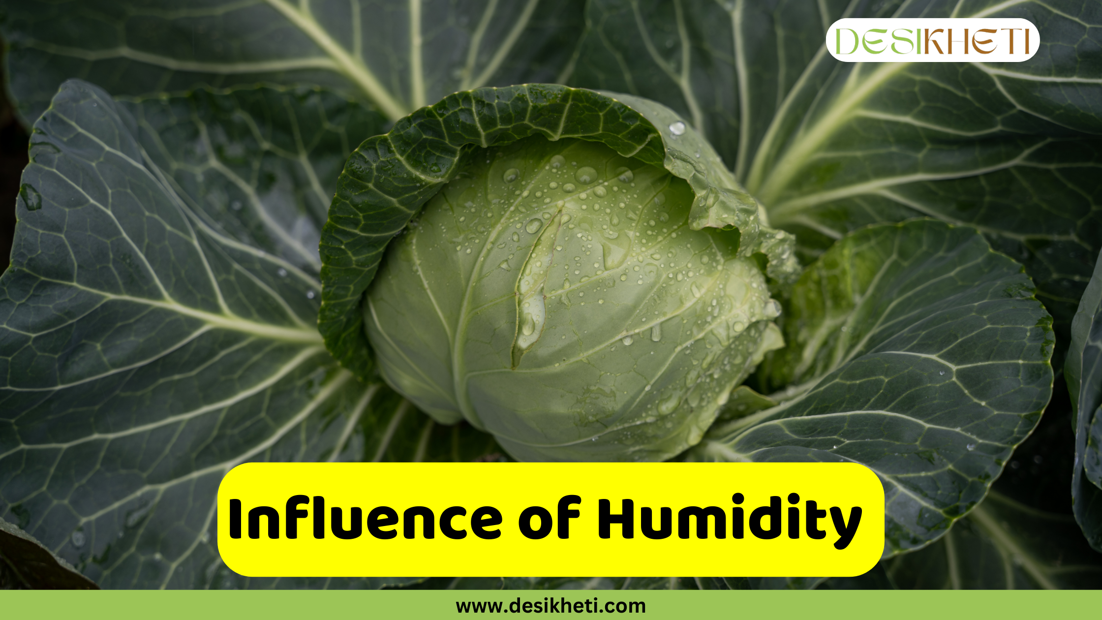 
A close-up of a vibrant green cabbage head covered in water droplets. A yellow box with the text "Influence of Humidity" is in the lower-center of the image. The image has a green banner at the bottom with the text "www.desikheti.com" and "DESIKHETI" in the top right corner.