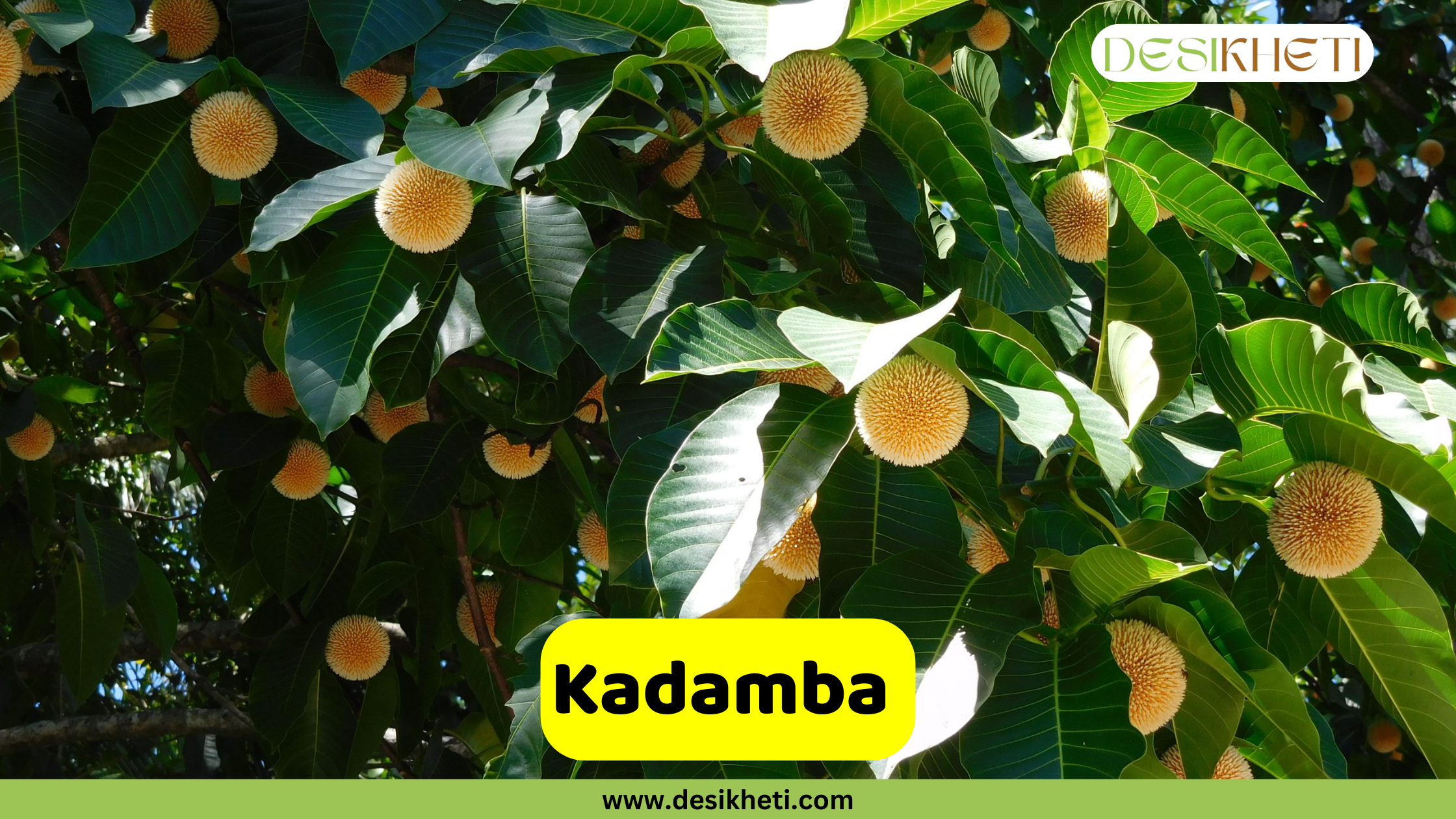 A cluster of Kadamba tree flowers and their large, green leaves. The flowers are round and fluffy with a beige and pale orange color. A yellow box with the text "Kadamba" is in the lower-center of the image. The image has a green banner at the bottom with the text "www.desikheti.com" and "DESIKHETI" in the top right corner.