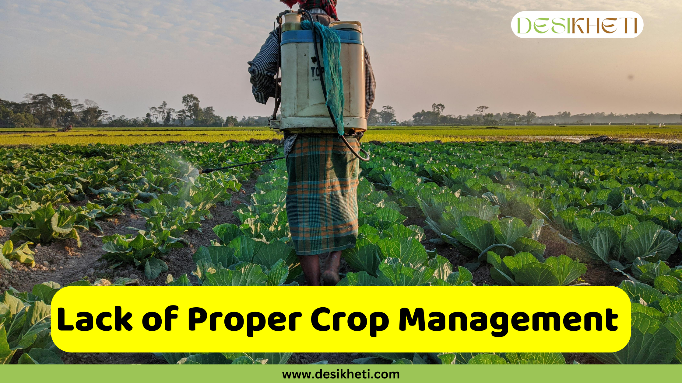 
A farmer from the back, wearing a checkered garment and a sprayer on his back, walks through a field of green cabbages, spraying the plants. A yellow box with the text "Lack of Proper Crop Management" is in the lower-center of the image. The image has a green banner at the bottom with the text "www.desikheti.com" and "DESIKHETI" in the top right corner.