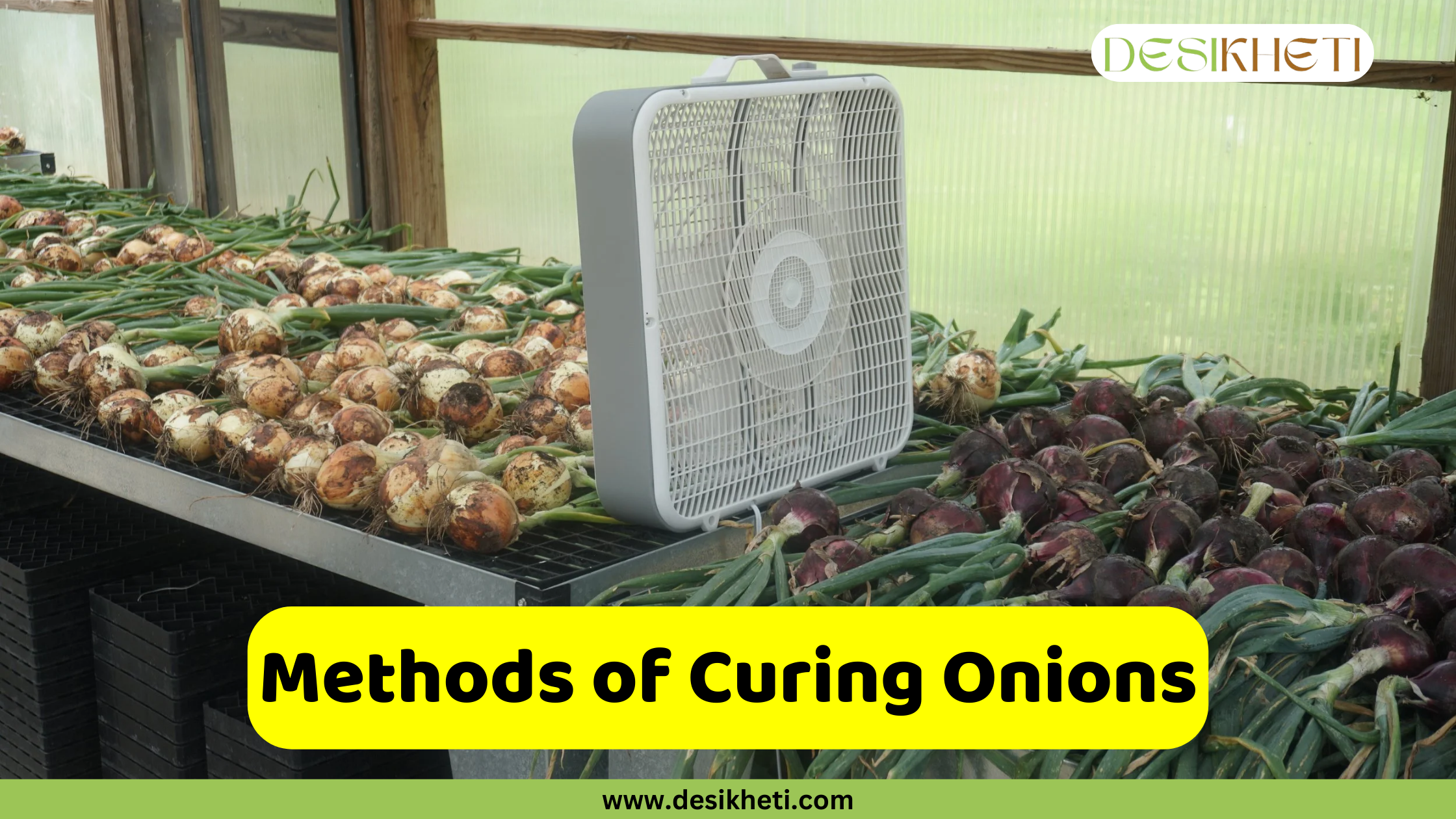 
A box fan sits between two large piles of harvested onions, one pile of yellow onions and one of red onions, both with their green stalks still attached, on a wire rack inside a greenhouse or shed. In the foreground, a bright yellow banner with rounded edges contains the text, "Methods of Curing Onions." Below the banner, a smaller green bar displays the website address "www.desikheti.com."