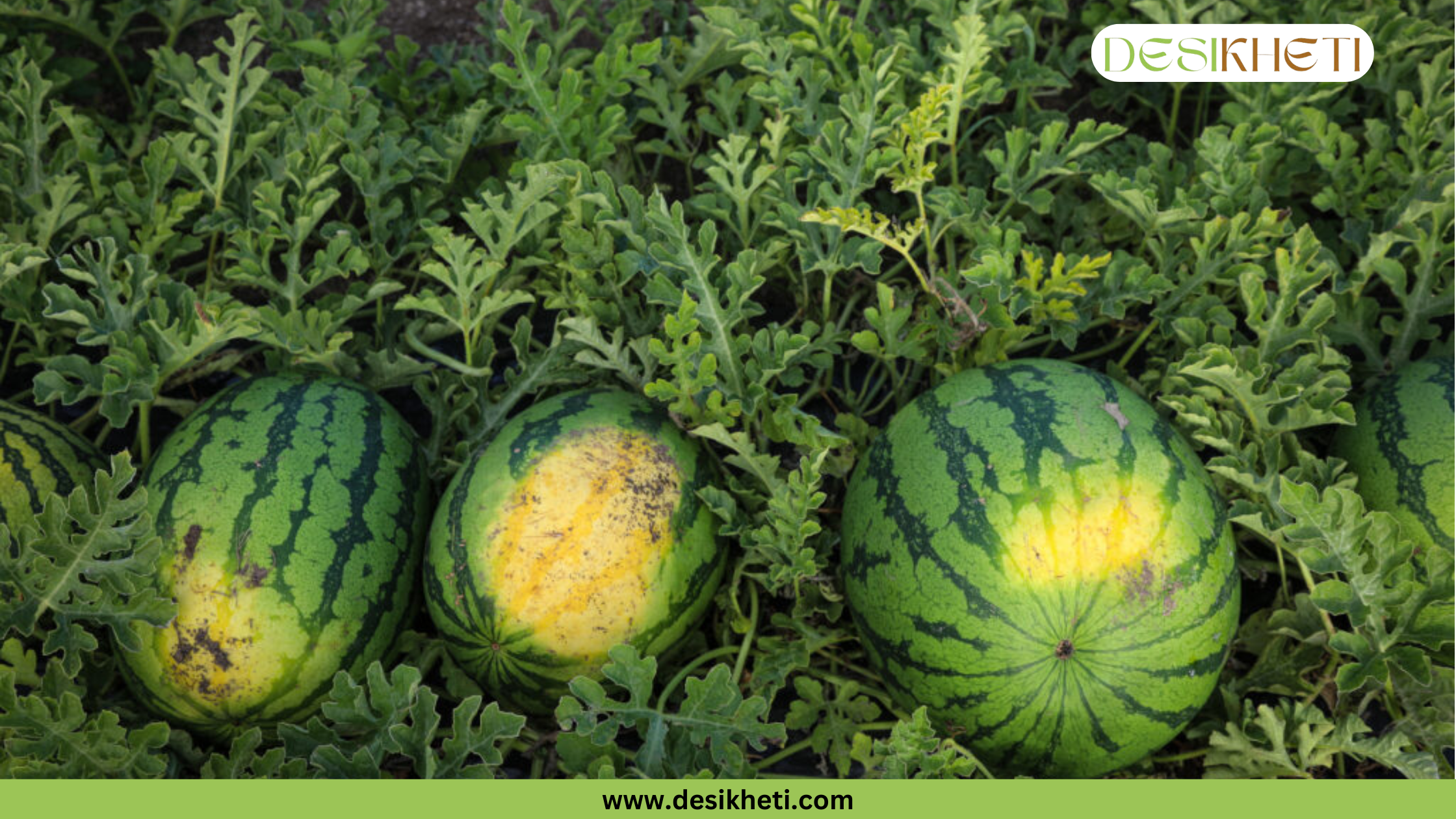 Three watermelons with large yellow patches on their undersides lie in a field of lush green vines. The watermelon on the left has a pale yellow spot, while the middle one has a large, vibrant yellow patch, and the one on the right has a similar yellow spot. "DESIKHETI" is a watermark in the top right, and "www.desikheti.com" is at the bottom.