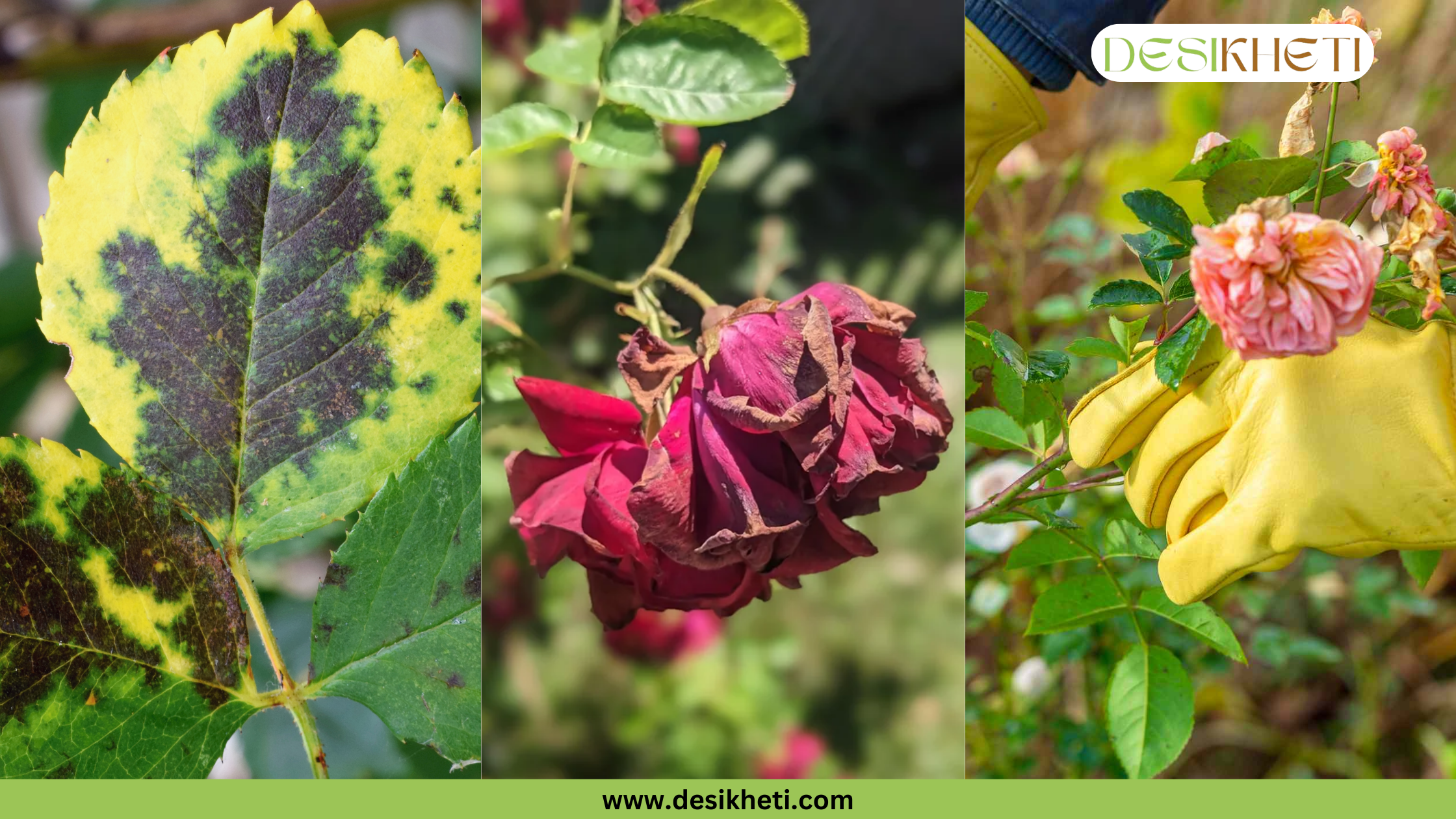 
A three-panel image showing common rose plant issues: a rose leaf with black spot fungus, a dying deep red rose, and a gloved hand pruning a wilting pink rose. The image has a green banner at the bottom with the text "www.desikheti.com" and "DESIKHETI" in the top right corner.