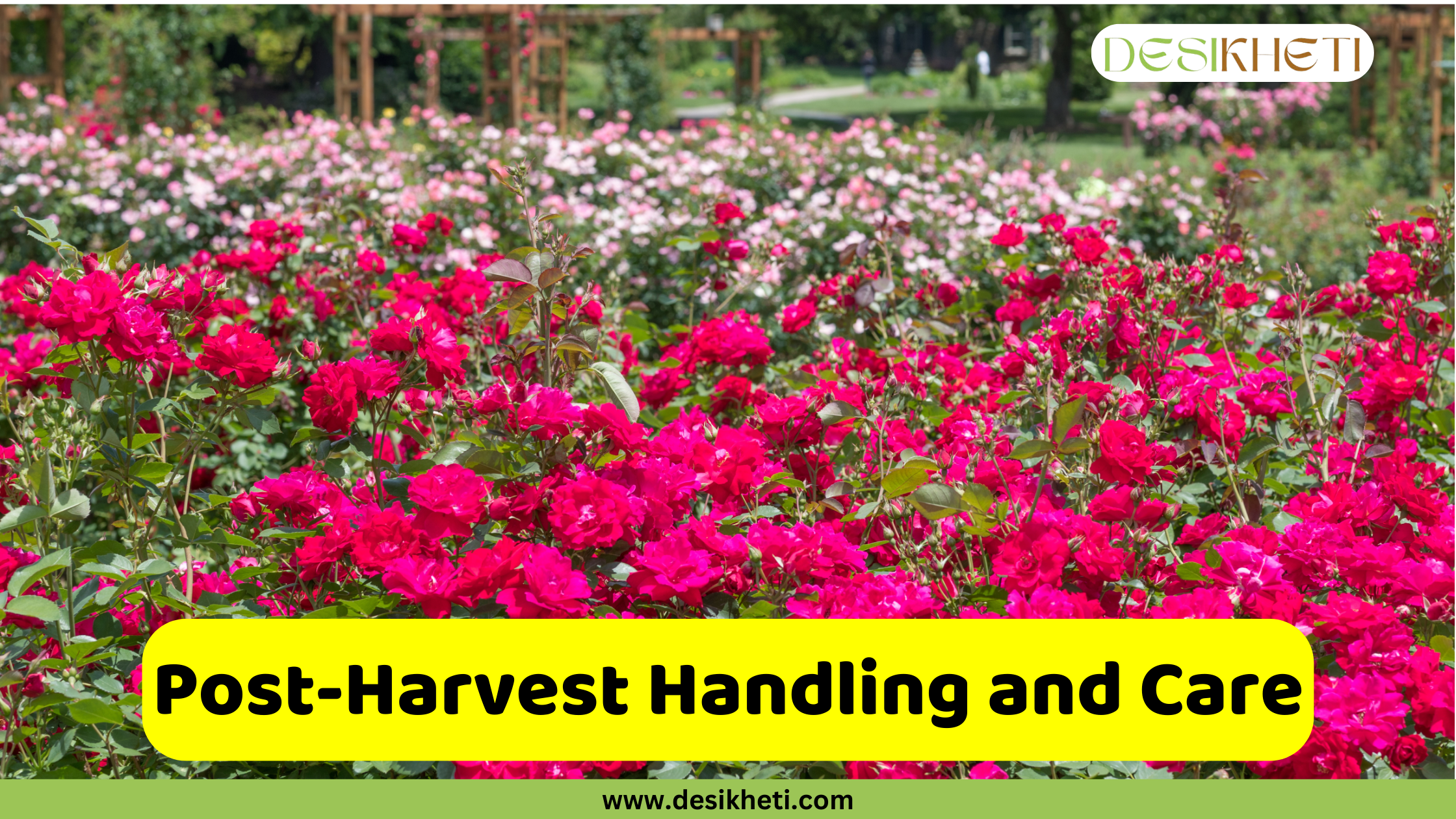 
A vibrant field of bright pink and red roses in the foreground, with a large bed of light pink and white roses in the blurred background, set within a garden. The image has a green banner at the bottom with the website "www.desikheti.com" and a watermark in the top right corner that says "DESIKHETI". There's a bright yellow box in the lower middle of the image with the text "Post-Harvest Handling and Care" written in it.