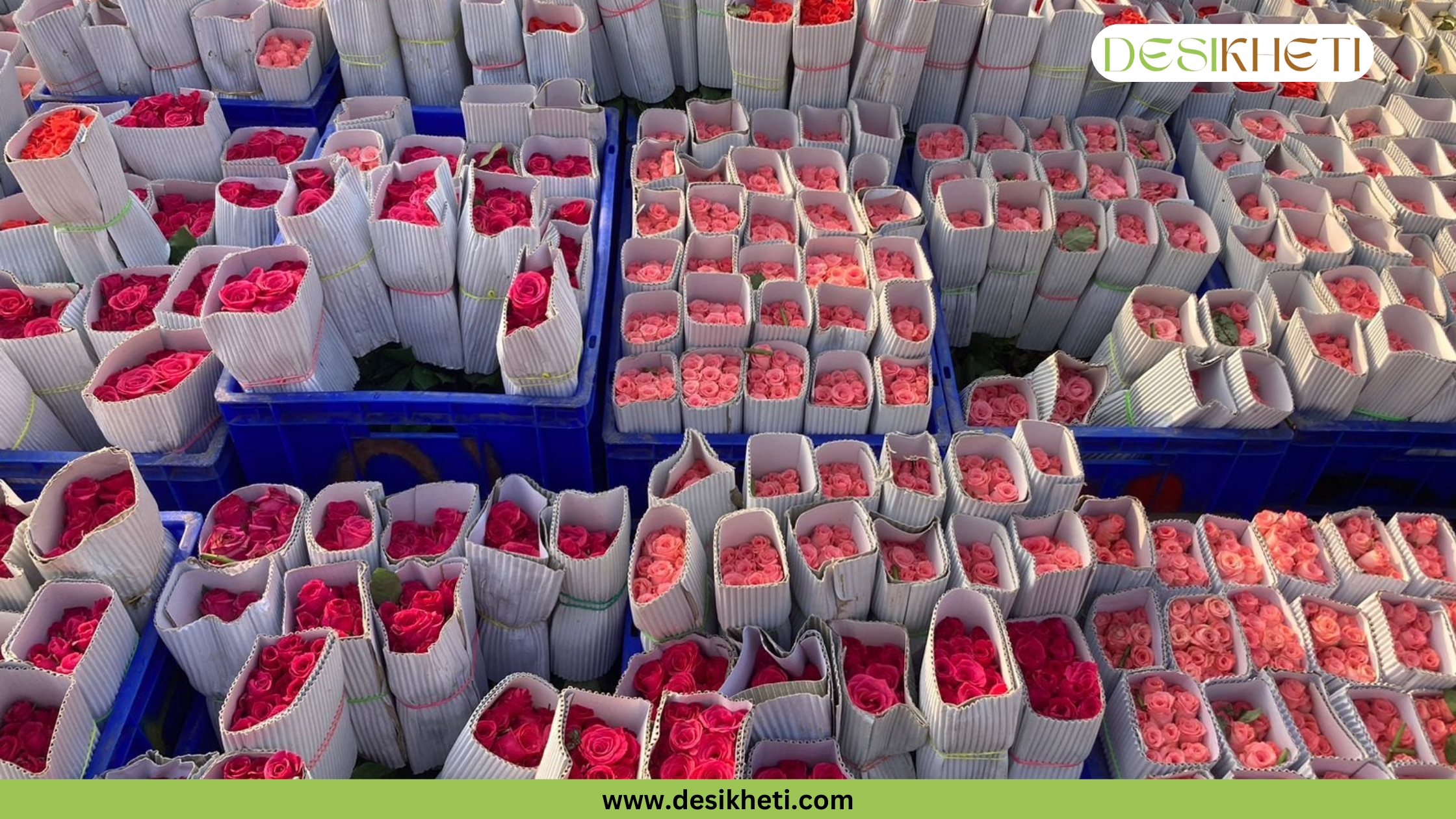 
Pink and red roses are bundled and stored upright in many blue crates, ready for transport or storage. The image has a green banner at the bottom with the text "www.desikheti.com" and "DESIKHETI" in the top right corner.