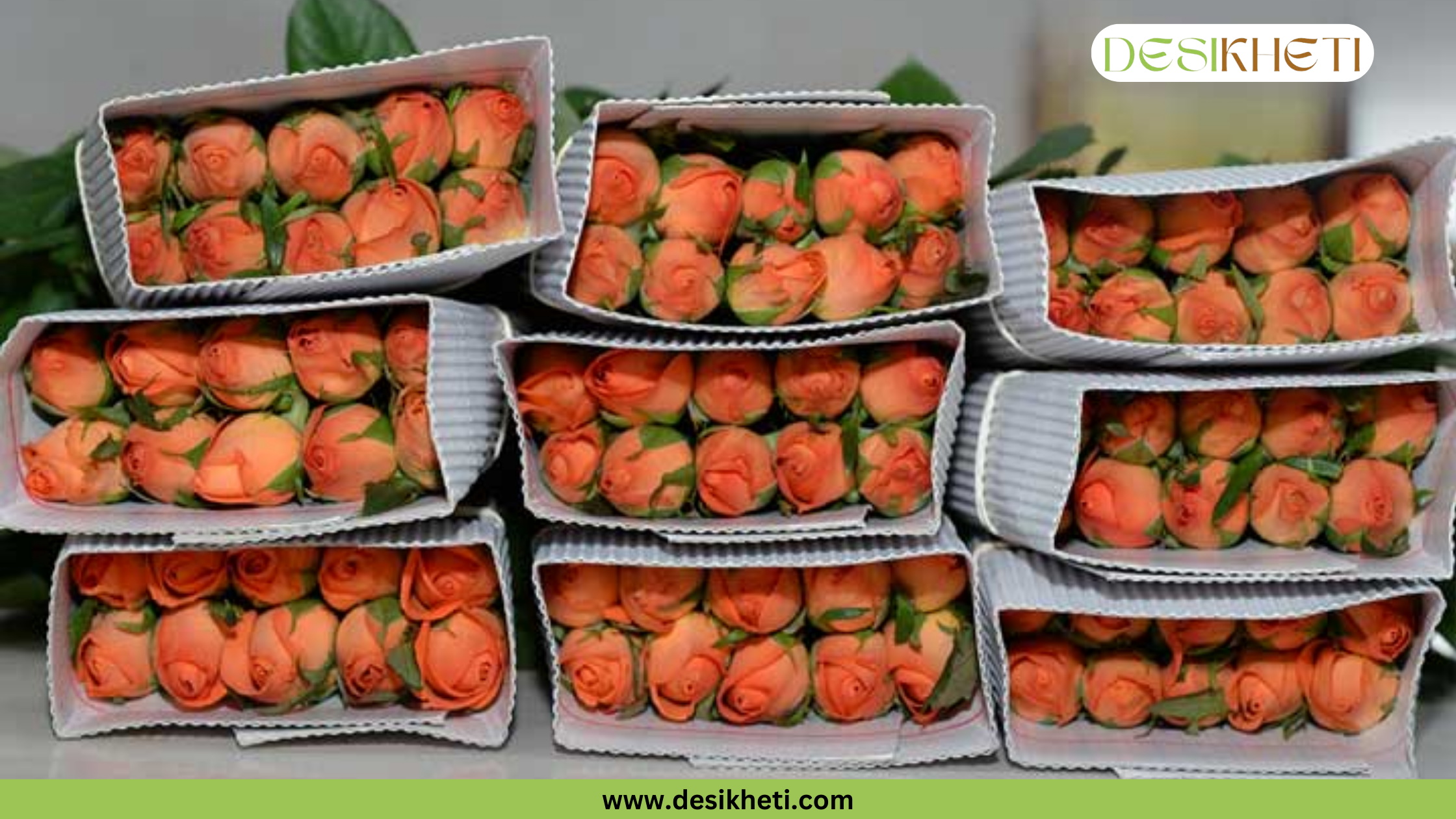 
Close-up view of multiple boxes of neatly packed orange roses, ready for shipment. The image has a green banner at the bottom with the text "www.desikheti.com" and "DESIKHETI" in the top right corner.