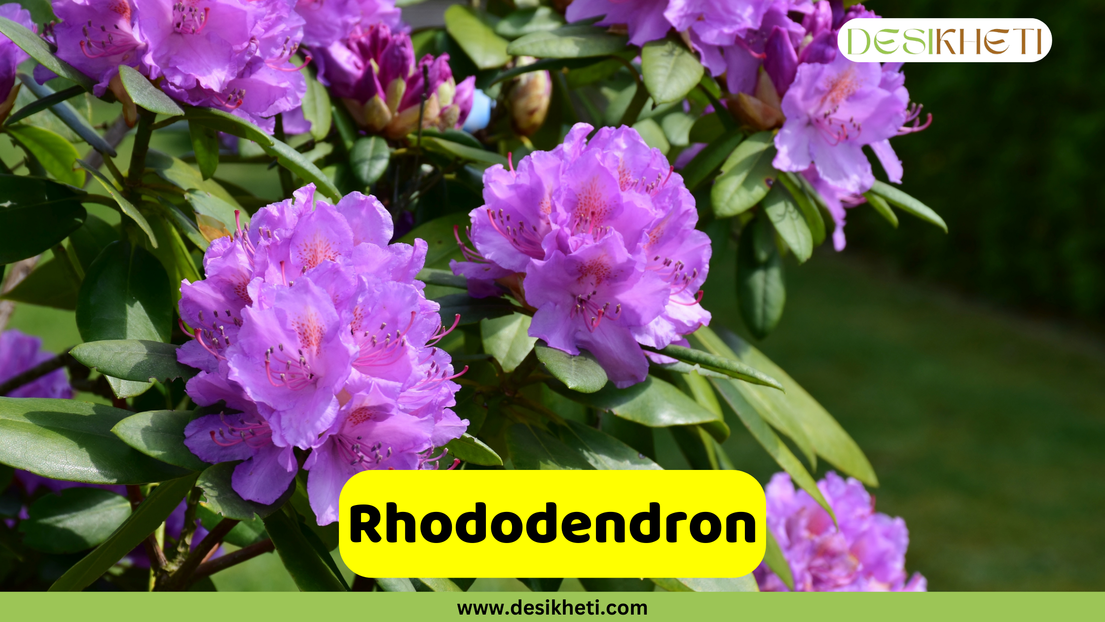 
A close-up photograph shows a bush with vibrant purple rhododendron flowers in full bloom among lush green leaves. A bright yellow banner with rounded edges contains the text, "Rhododendron." Below the banner, a smaller green bar displays the website address "www.desikheti.com."