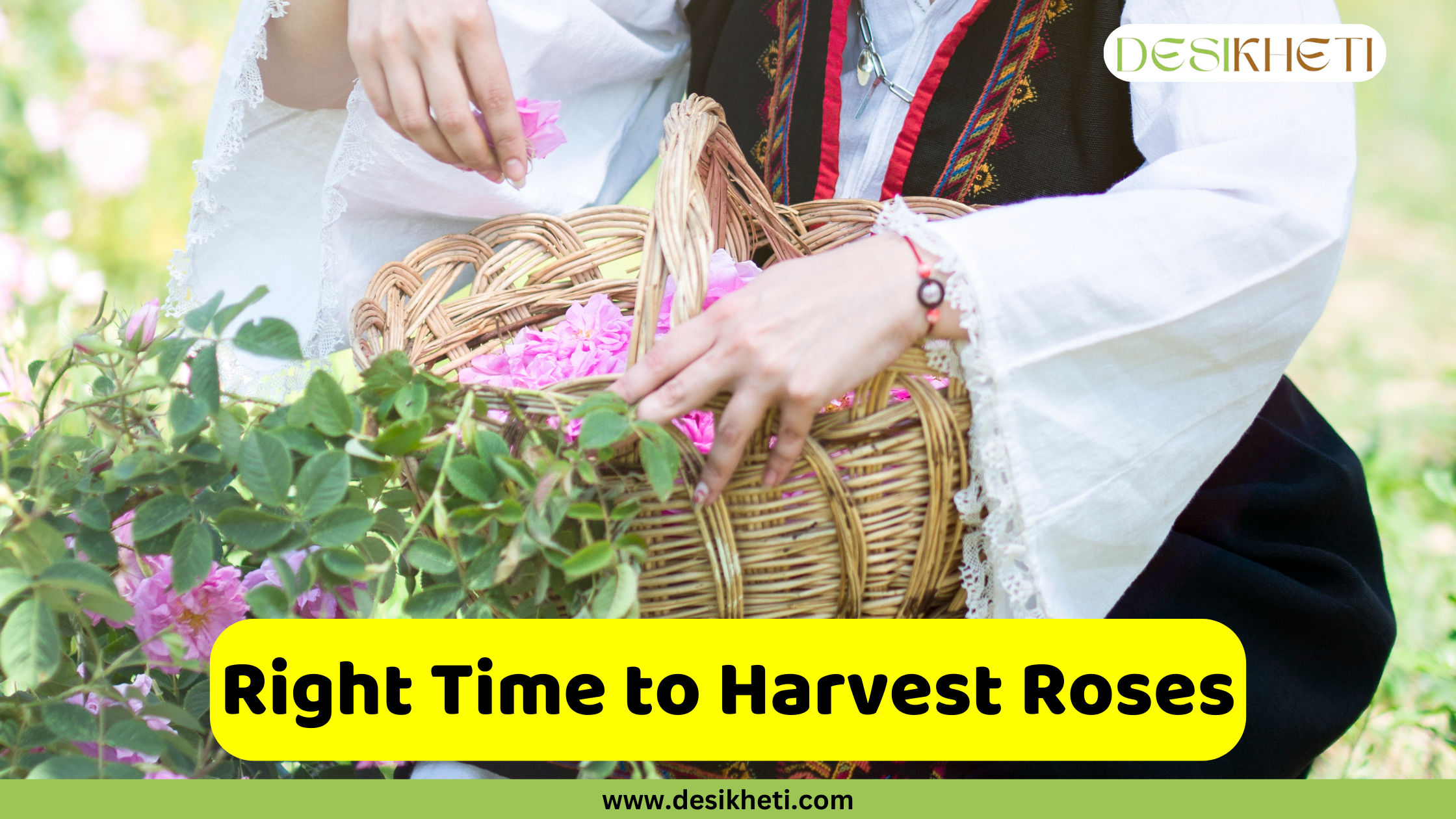 
A person in a white and black traditional dress is gently placing freshly harvested pink roses into a woven basket. The image has a green banner at the bottom with the website "www.desikheti.com" and a watermark in the top right corner that says "DESIKHETI". There's a bright yellow box in the lower middle of the image with the text "Right Time to Harvest Roses" written in it.