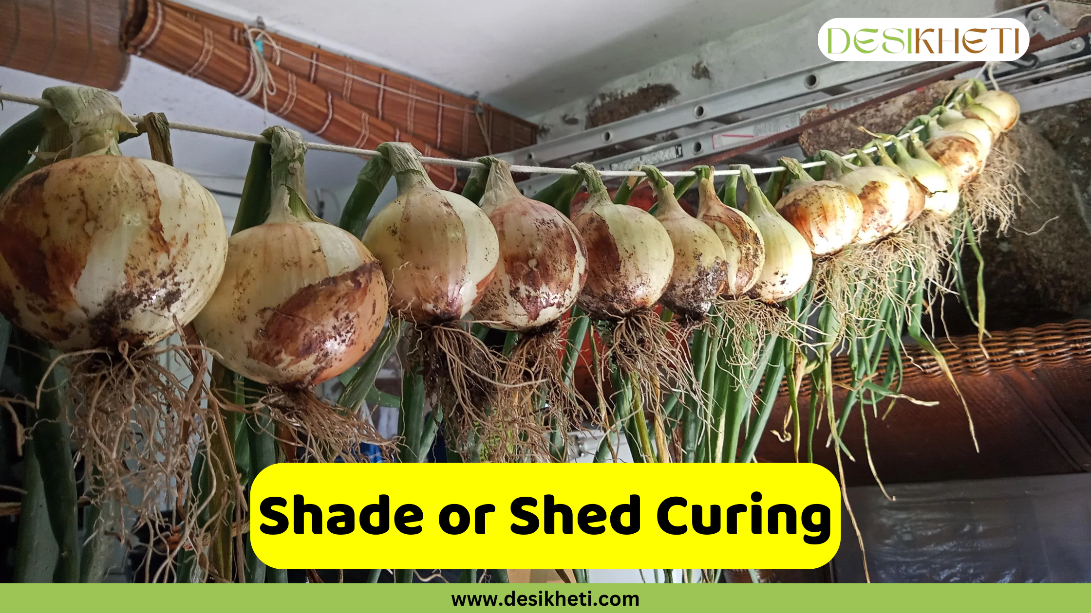 
A long line of freshly harvested onions is tied together by their tops and hung from a rope or wire to dry. The onions are of various sizes and are still covered in dirt, with long, fibrous roots hanging down. They are suspended indoors in a shed or covered area. A green and yellow banner at the bottom has the text "Shade or Shed Curing" and the website address "www.desikheti.com".