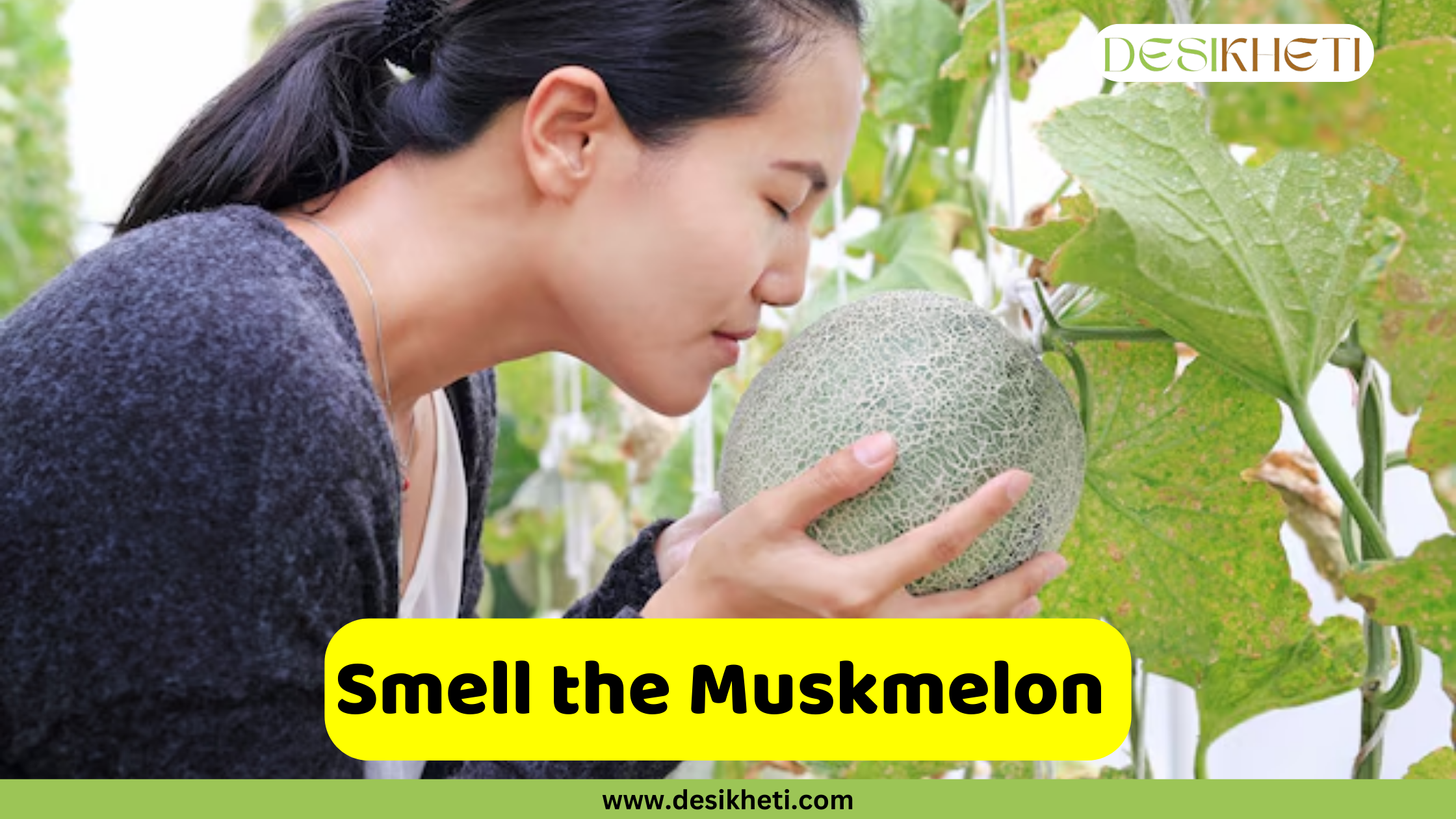 
A woman with her hair in a ponytail leans in to smell a light green muskmelon she is holding with both hands. She is standing in a greenhouse with large, blurry muskmelon leaves surrounding her. In the foreground, a bright yellow banner with rounded edges contains the text, "Smell the Muskmelon." Below the banner, a smaller green bar displays the website address "www.desikheti.com."